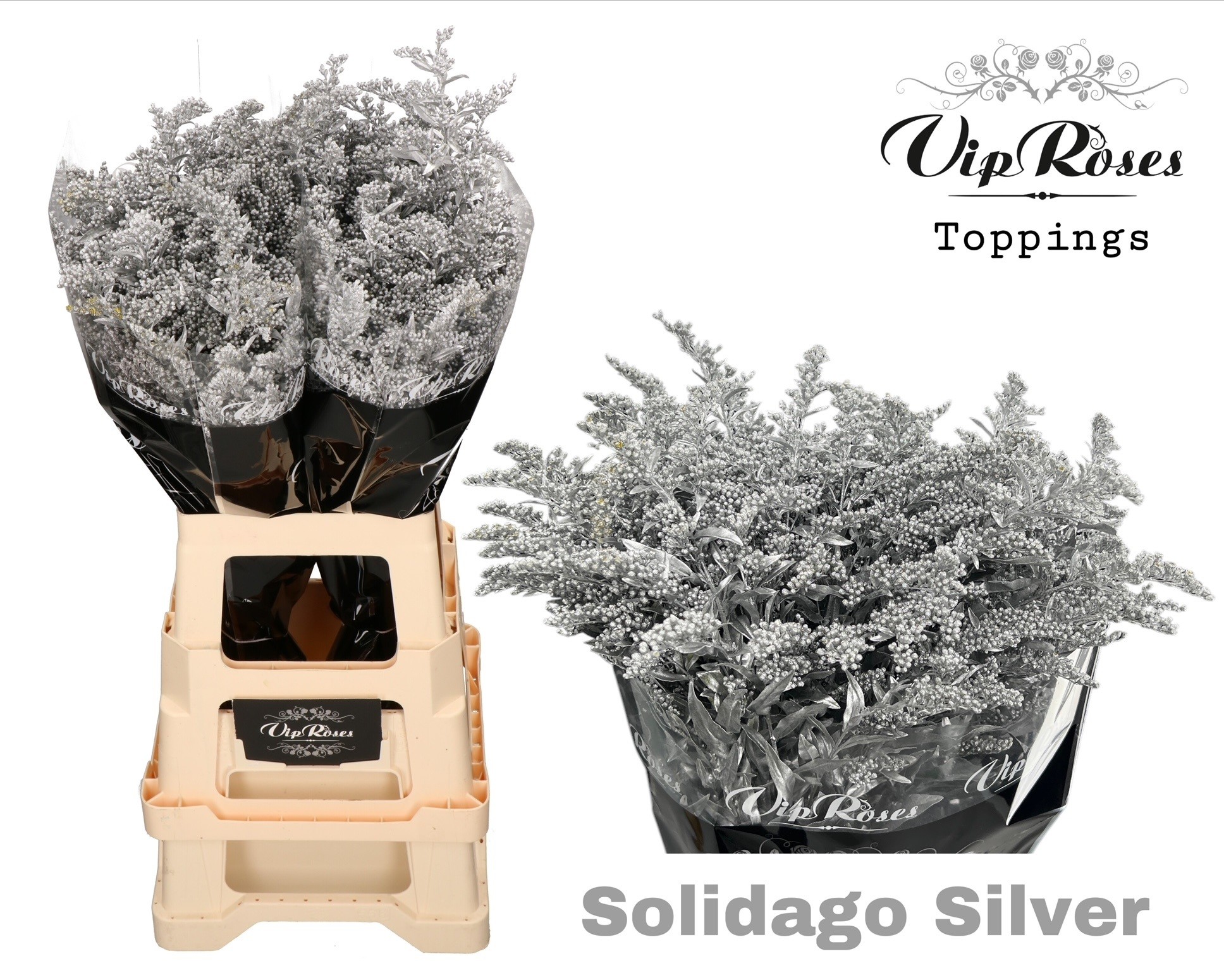 Solidago Painted 70cm 40gram