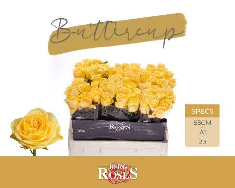 Rosa Buttercup 50cm