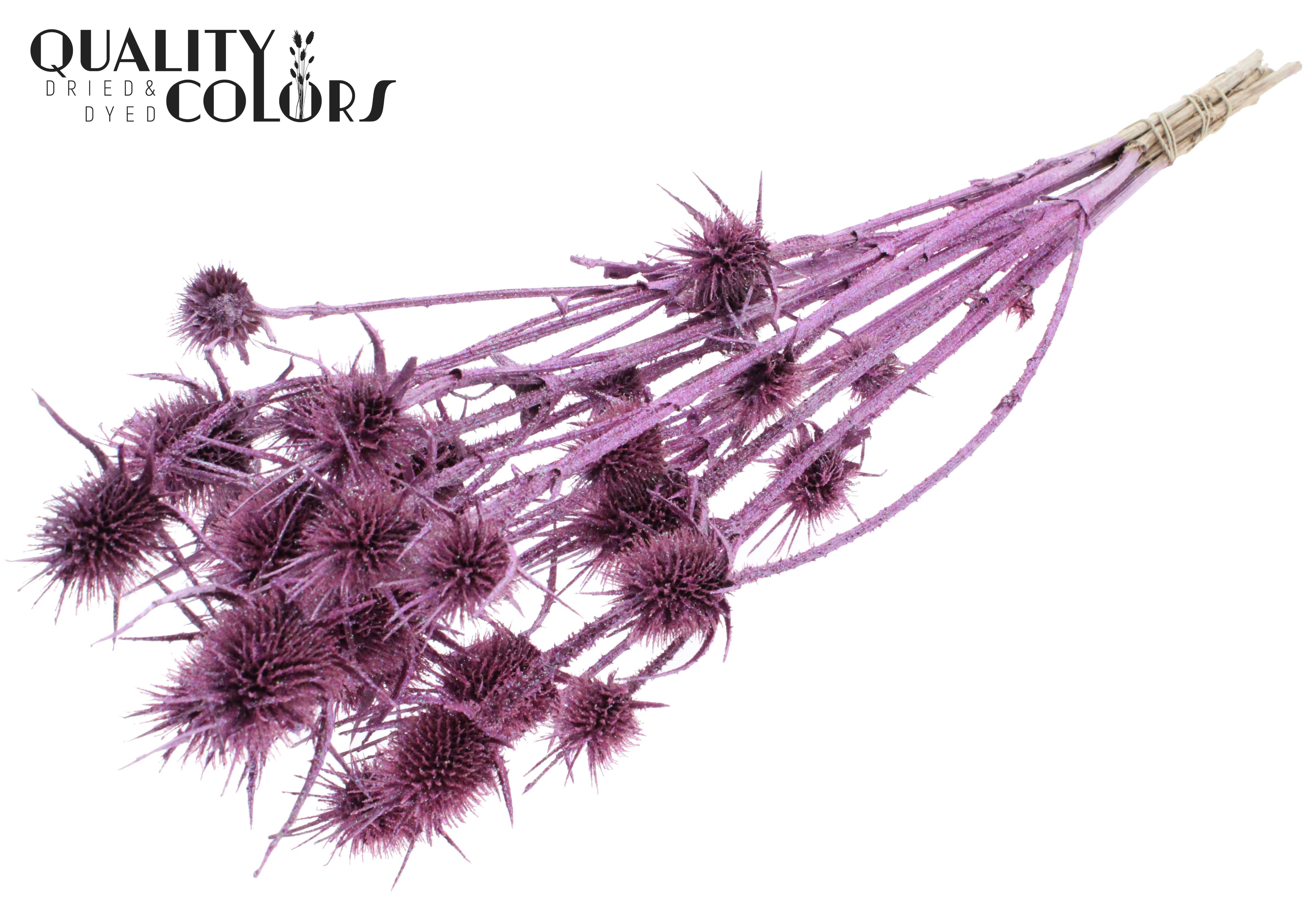 Eryngium Metallic Pink + Glitter Per Bunch 55cm