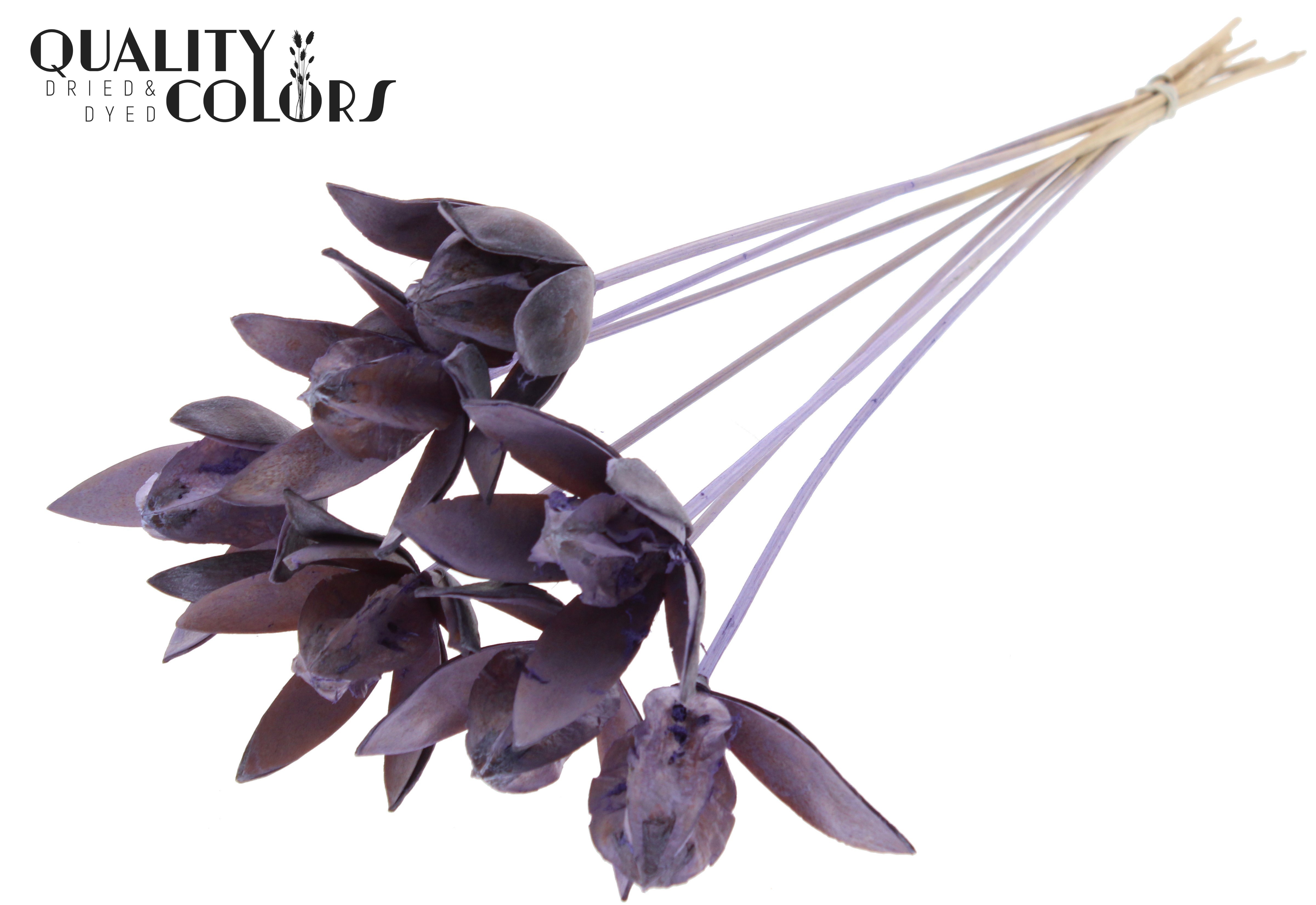 Wild Lilly Frosted Milka 50cm