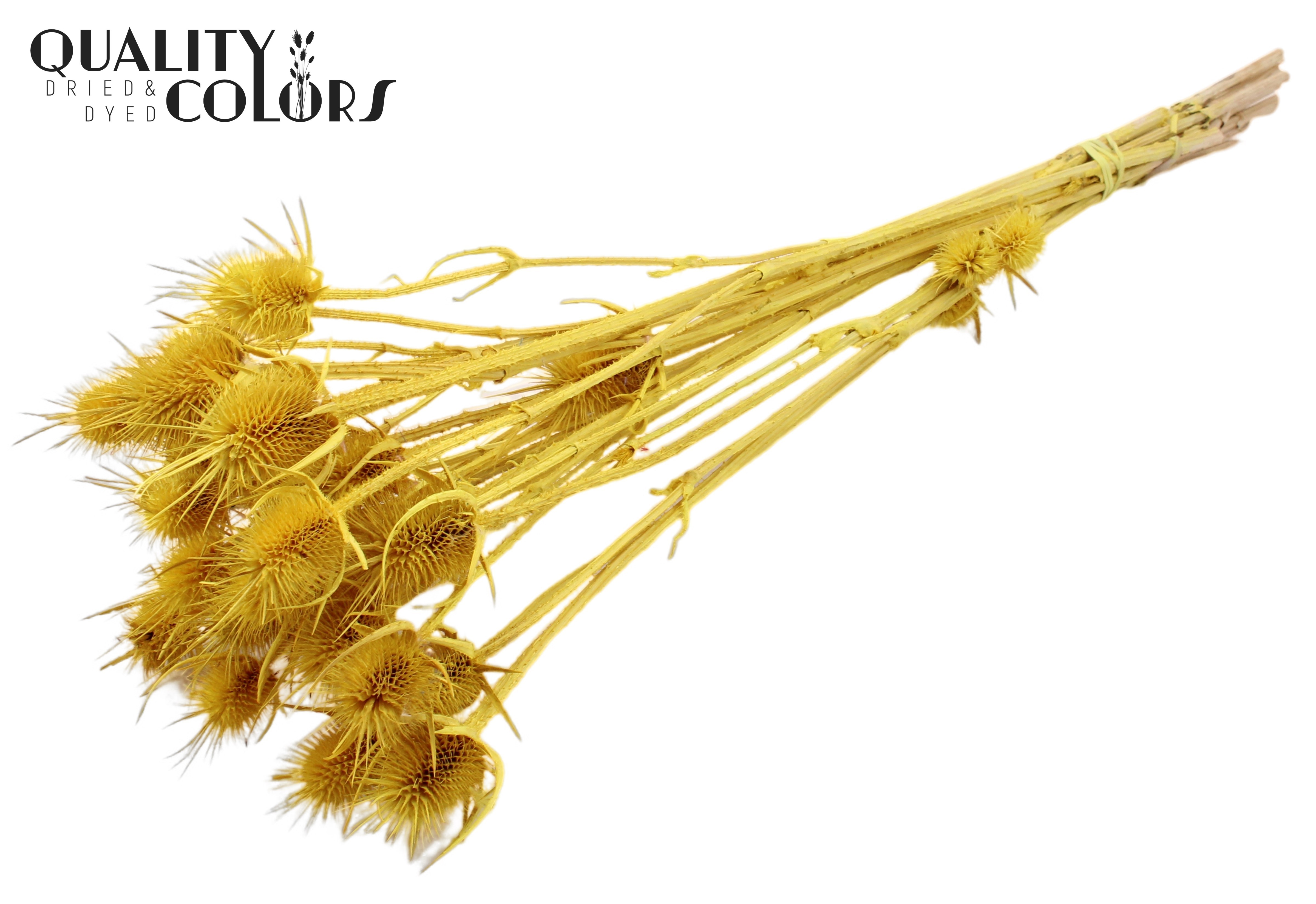 Eryngium Yellow Per Bunch 55cm