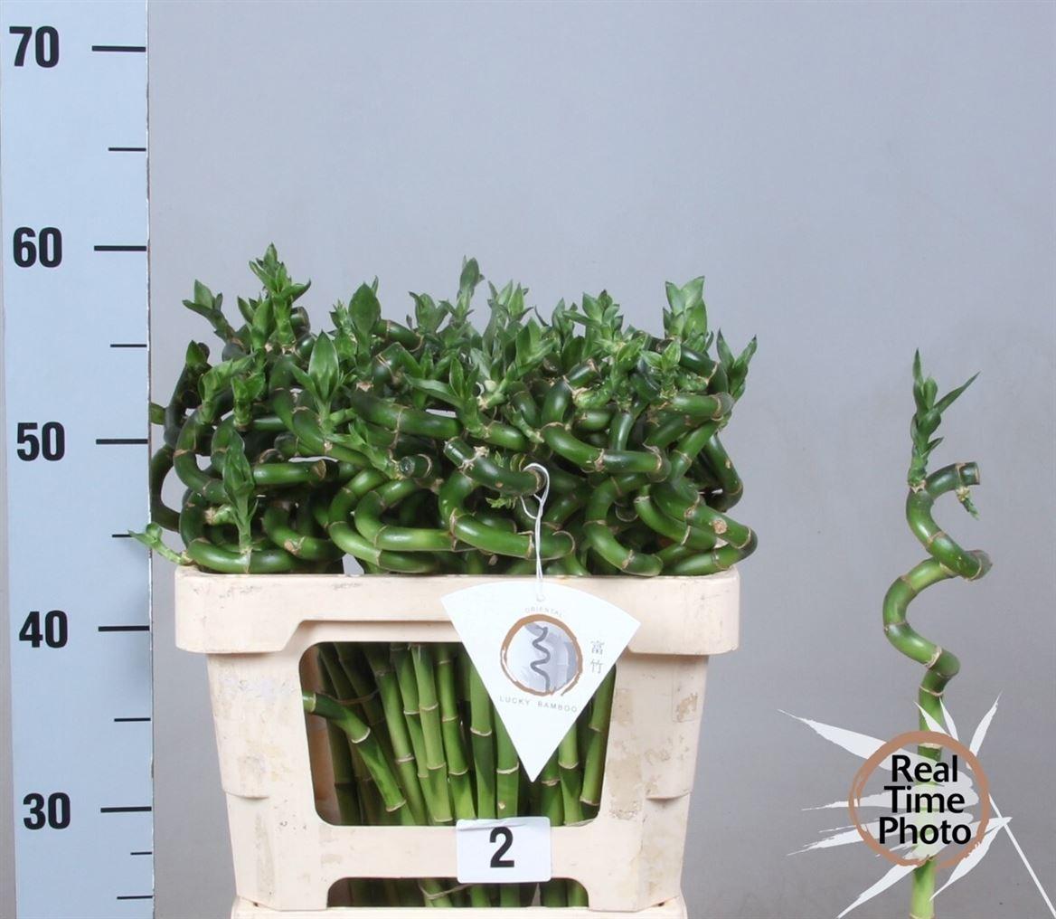 Drac Bamboo Spiraal 50 Cm