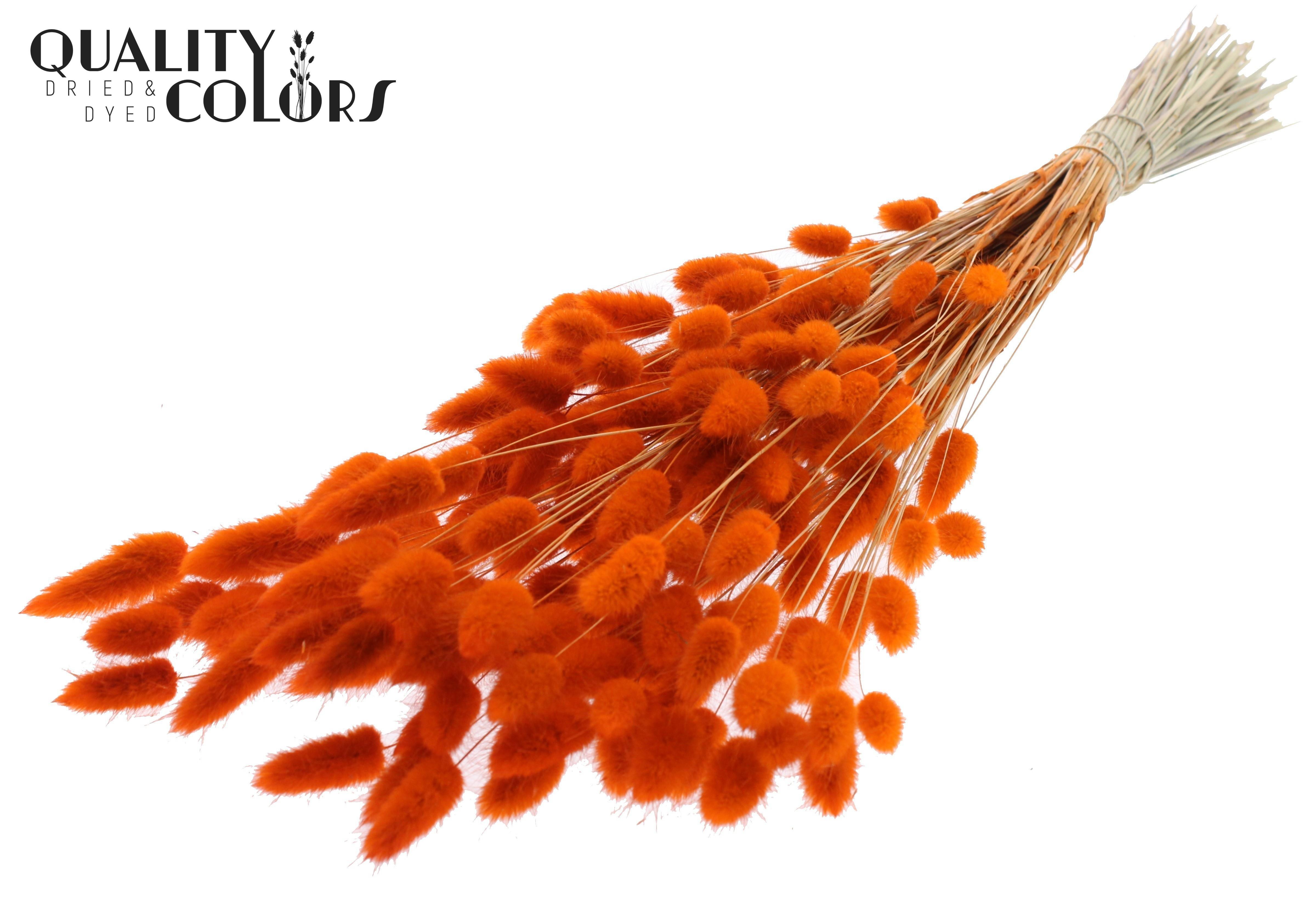 Lagurus Orange Per Bunch 70cm