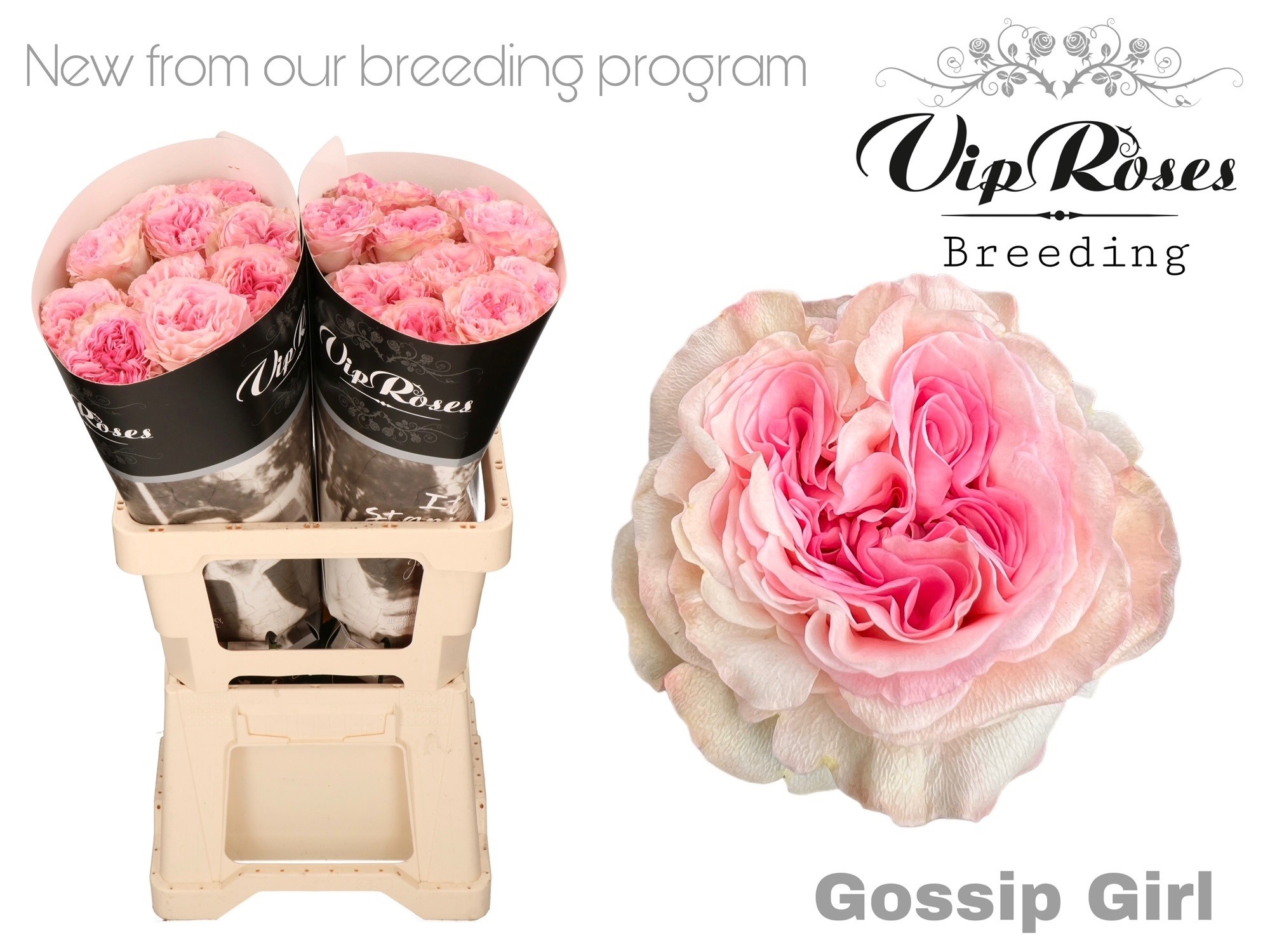 R Gr Gossip Girl X20 60 cm