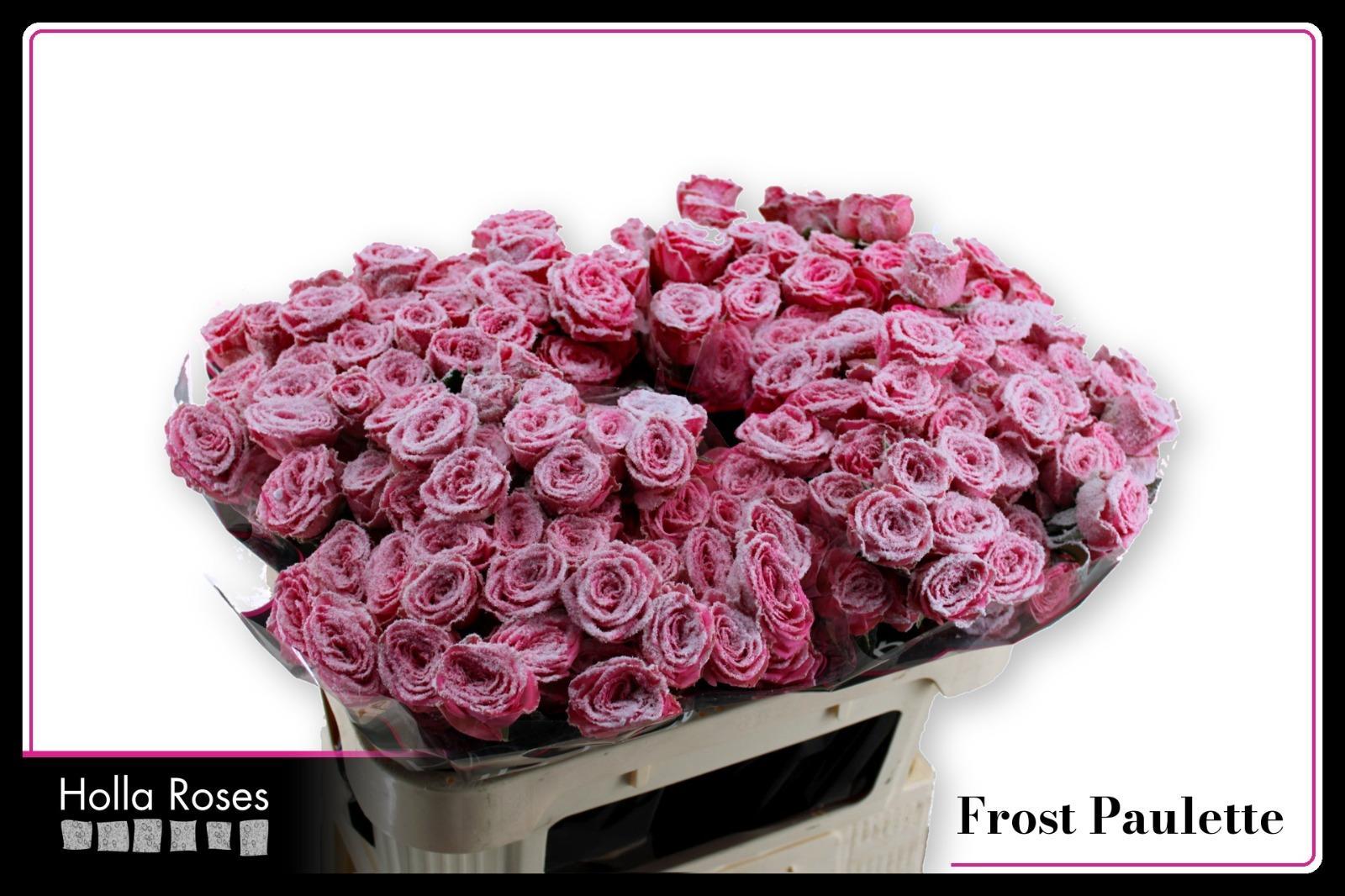 Rosa Spr Paulette! 70cm
