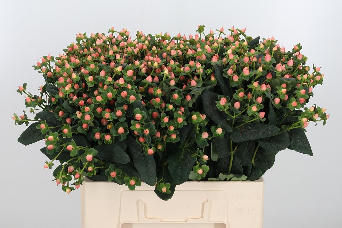 Hyp Pacific Pink
