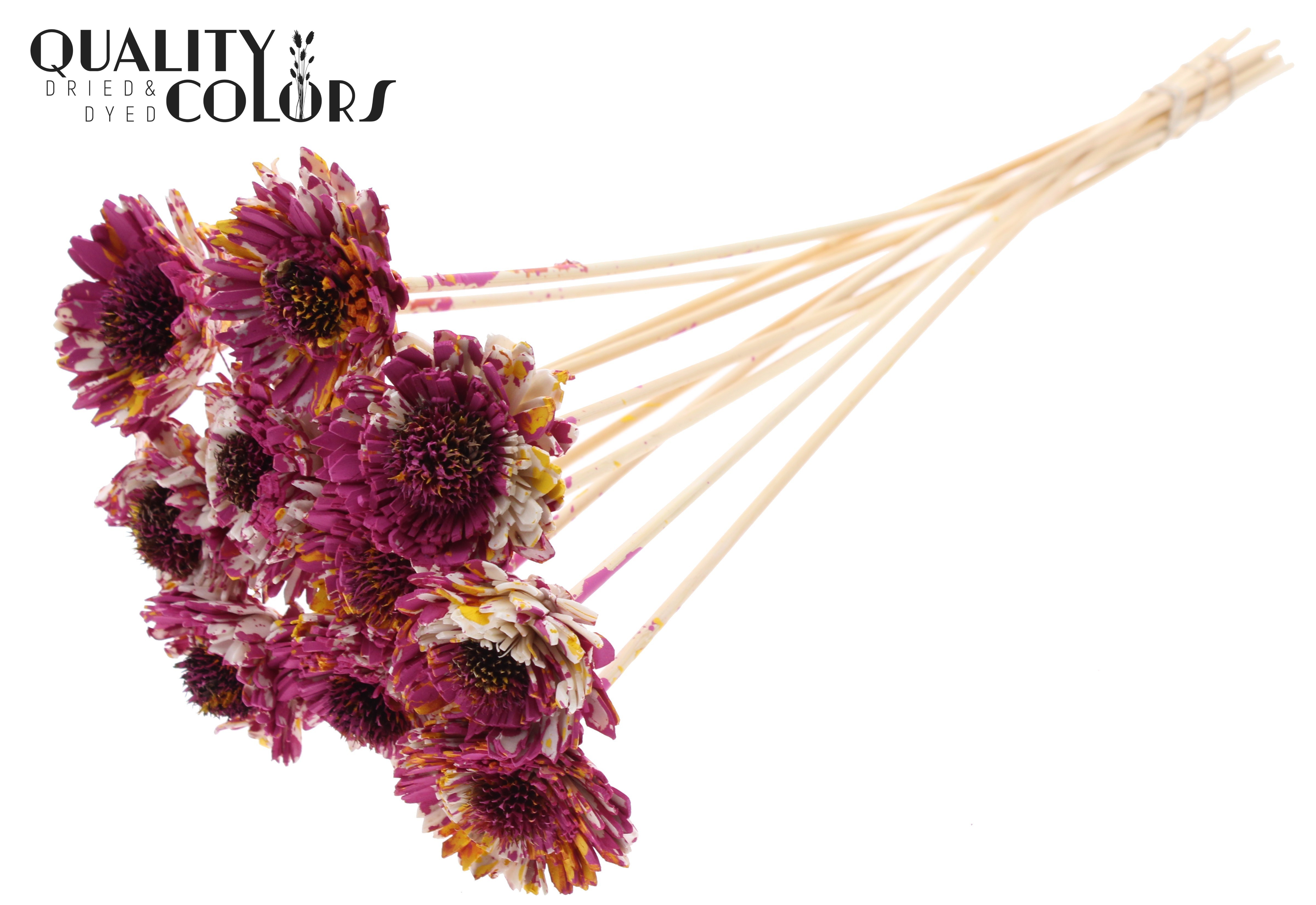 Shola Daisy Sunflower Multicolour Cerise Yellow 50cm