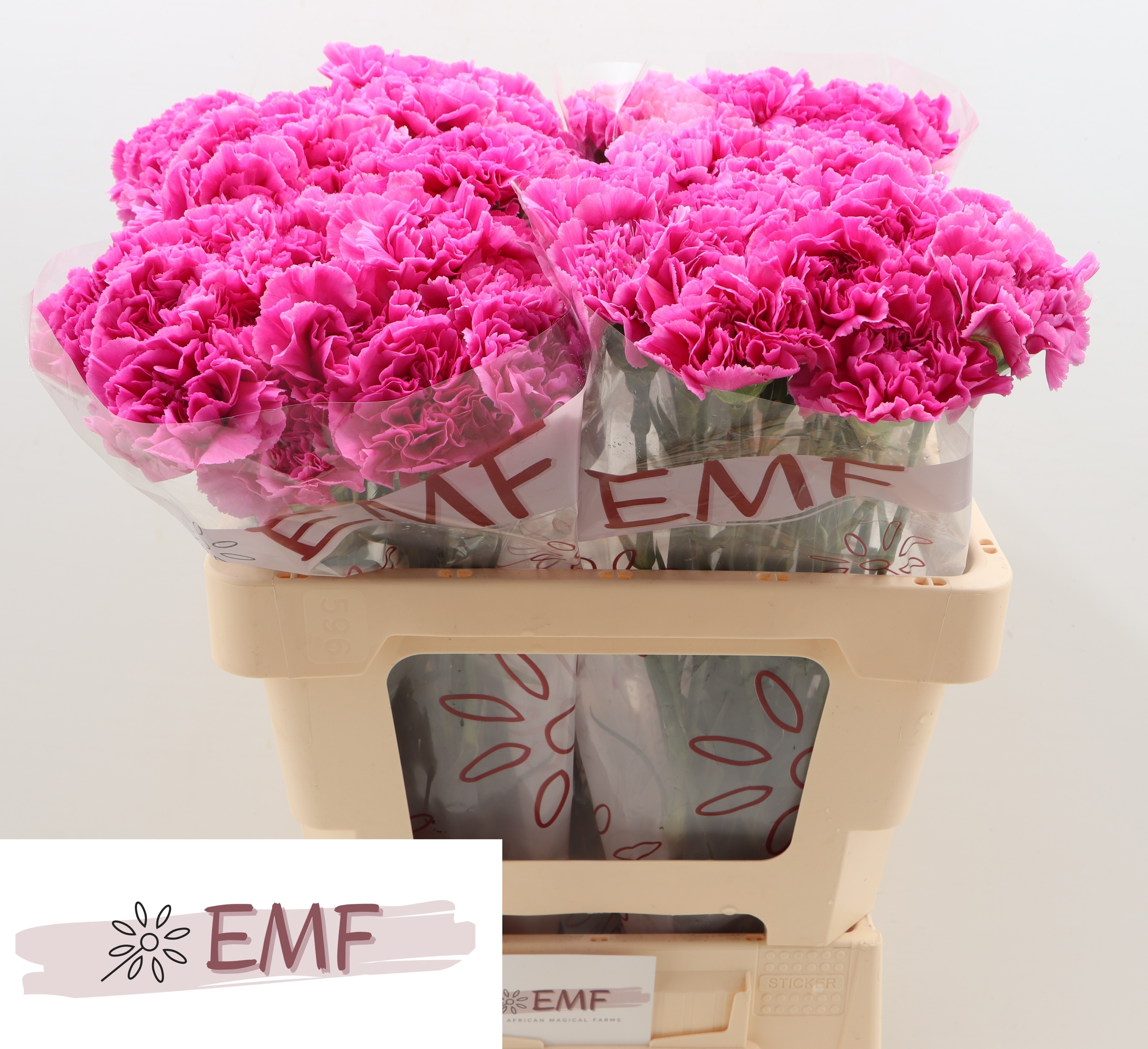 Dianthus St Farida 60cm