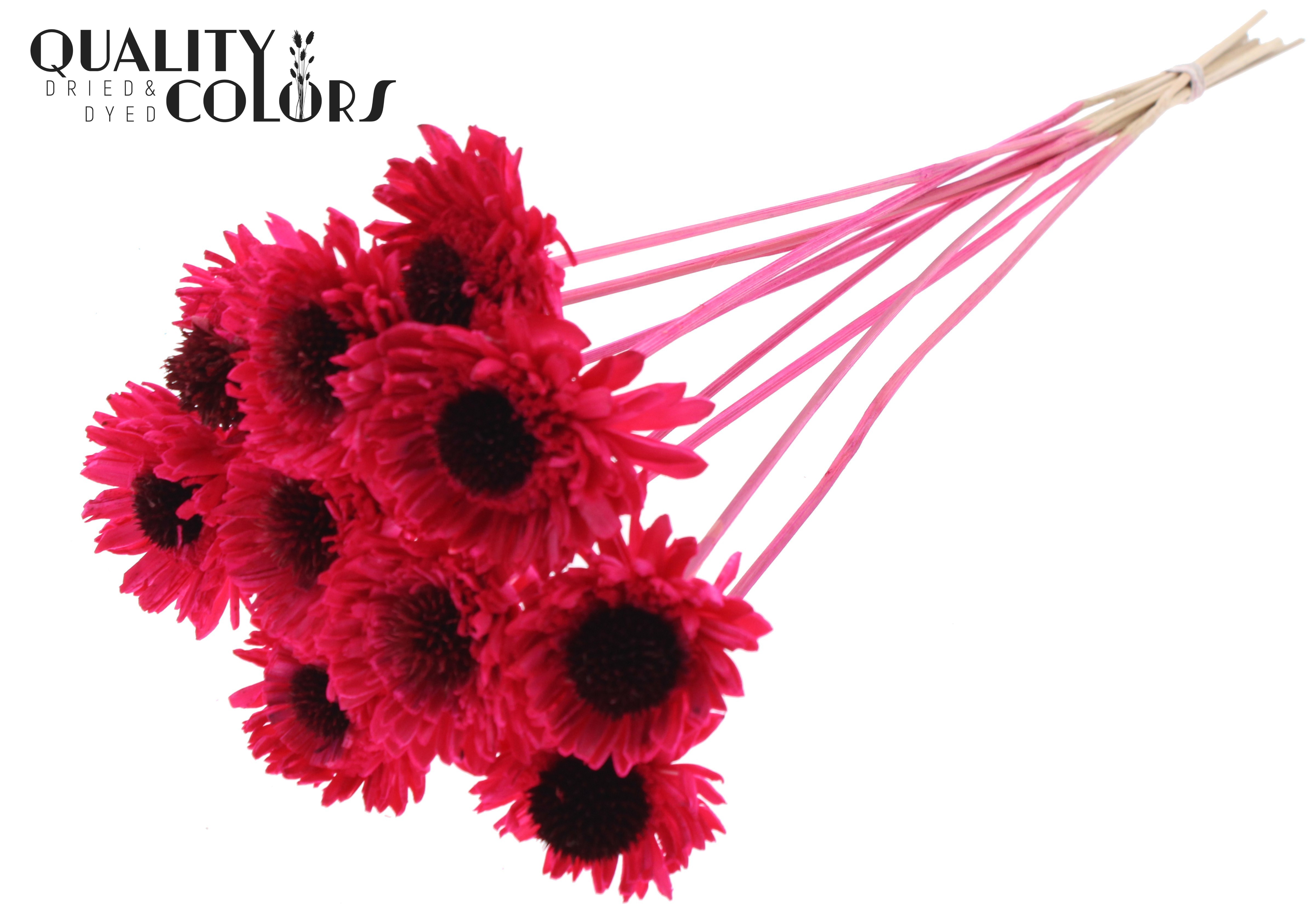 Shola Daisy Sunflower Cerise 50cm