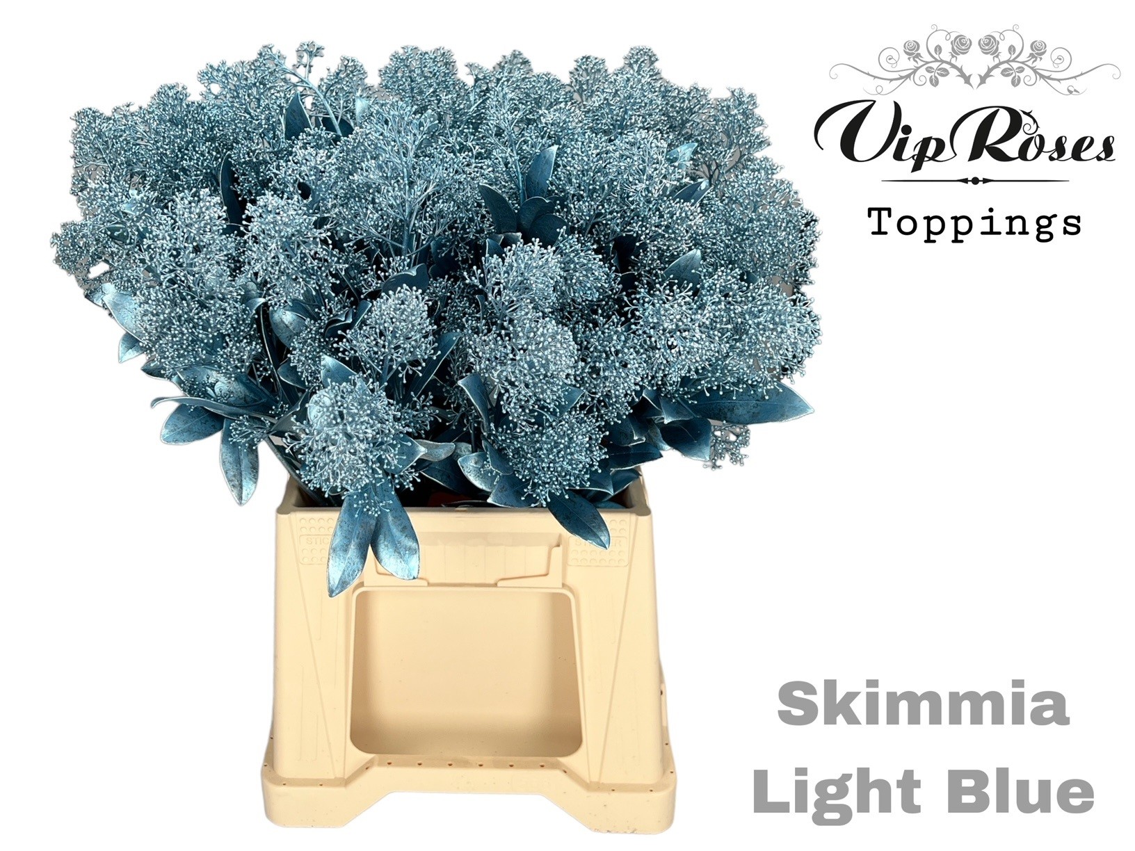 Skimmia Painted Metallic Light Blue Per Bunch 45cm