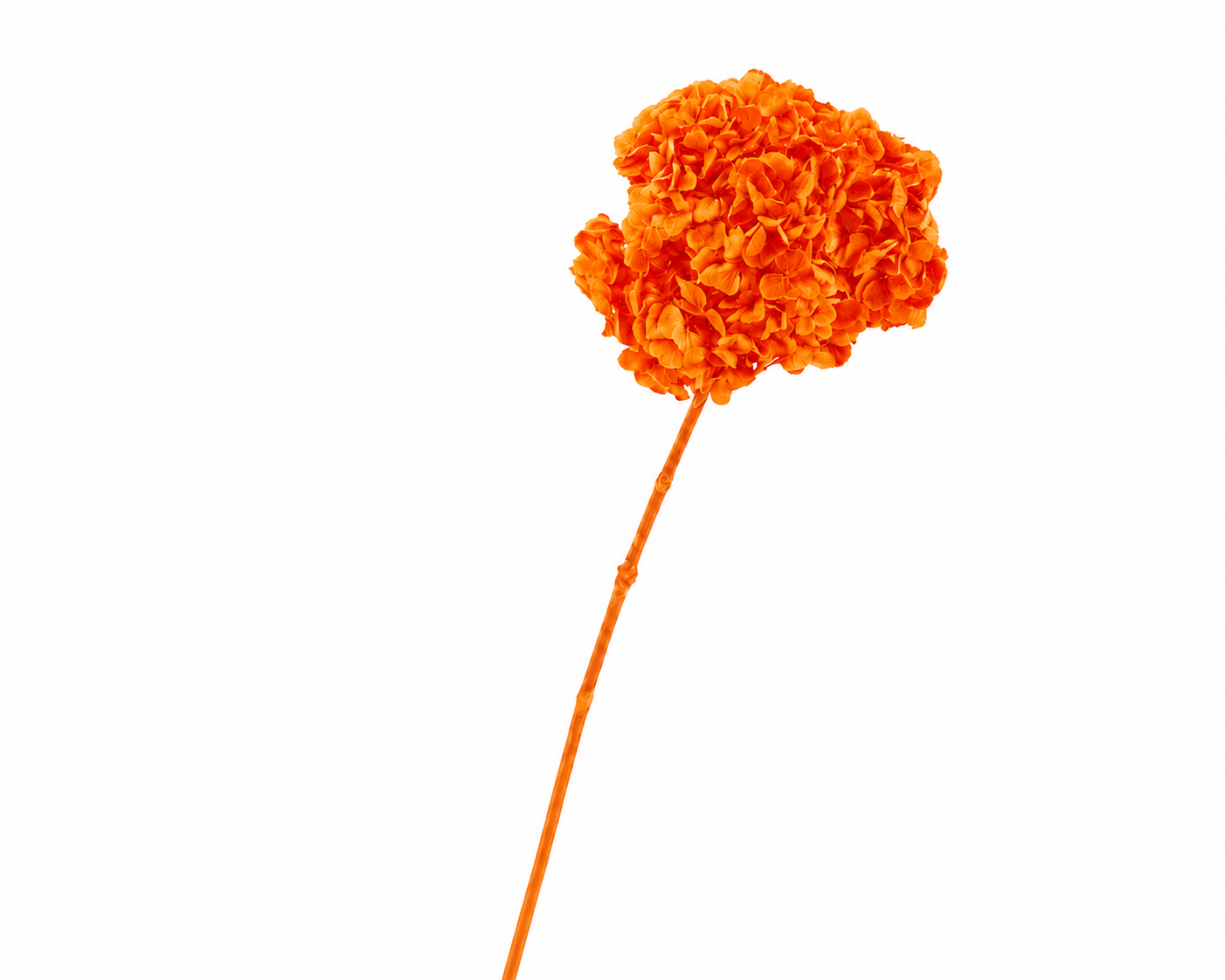 Dried Bleached Hydrangea Anna Orange