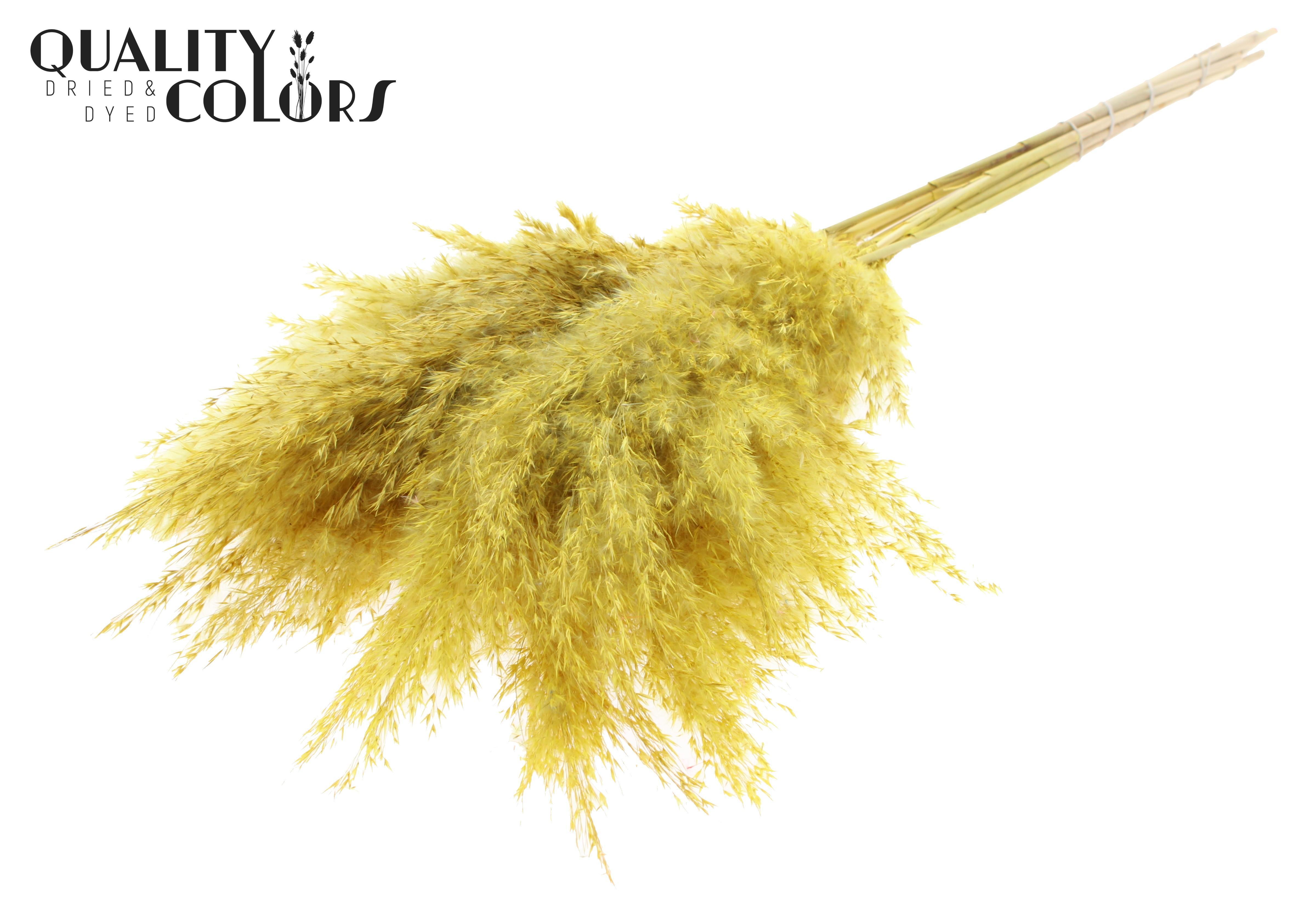 Pampas Grass Yellow Per Bunch 70cm