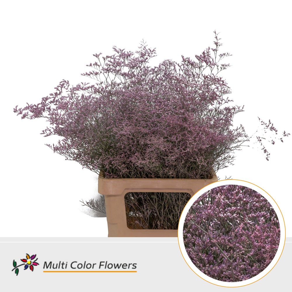 Limonium Beltlaard Rose Nieuw