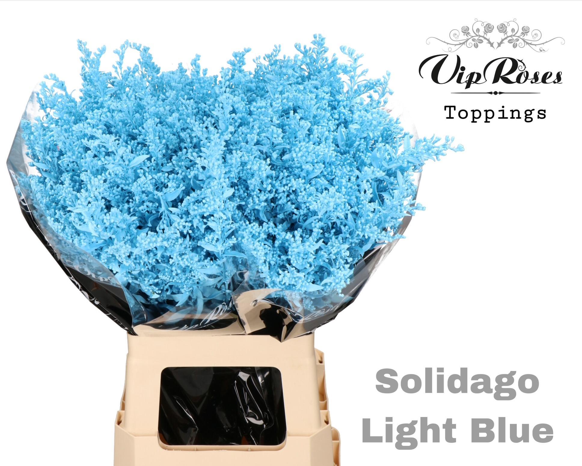 Solidago Light Blue 70 cm