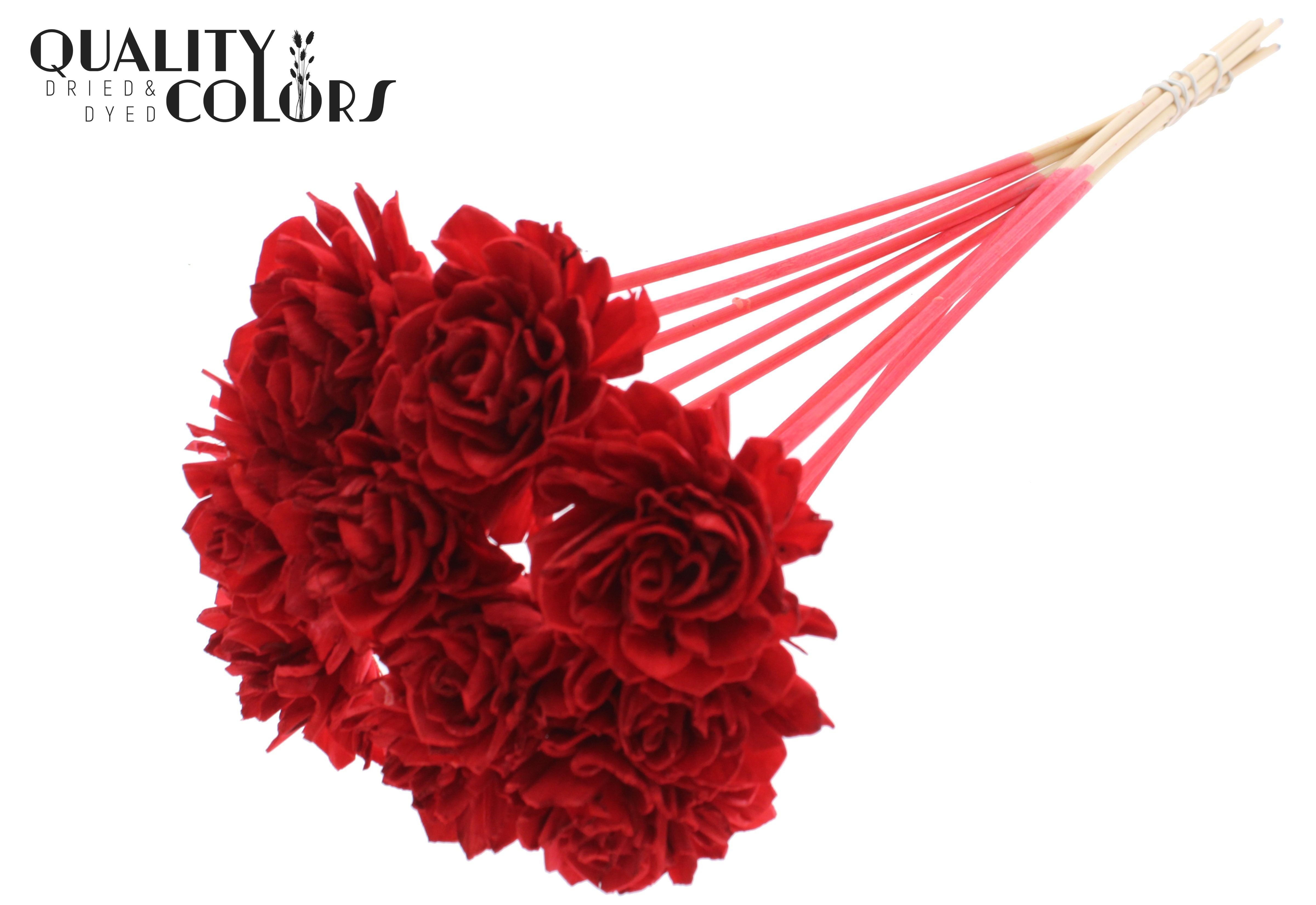 Shola Dhaliya Red 50cm