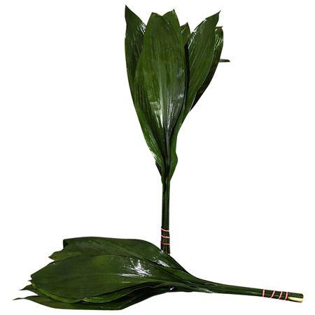 Aspidistra