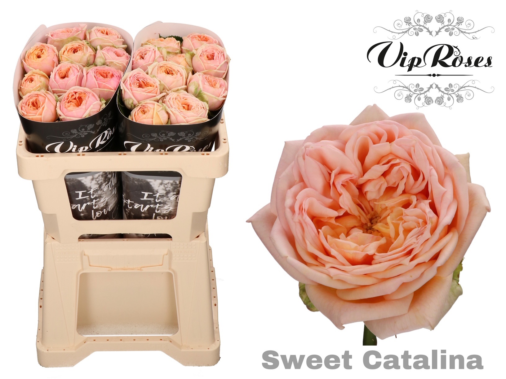 R Gr Sweet Catalina 50 cm