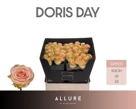 Rosa Doris Day 60cm