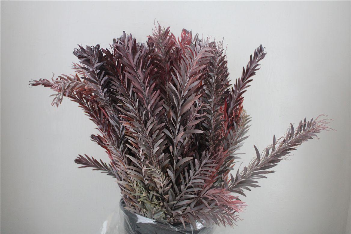 Mimosa Luna D'argento Red Abs P Bunch