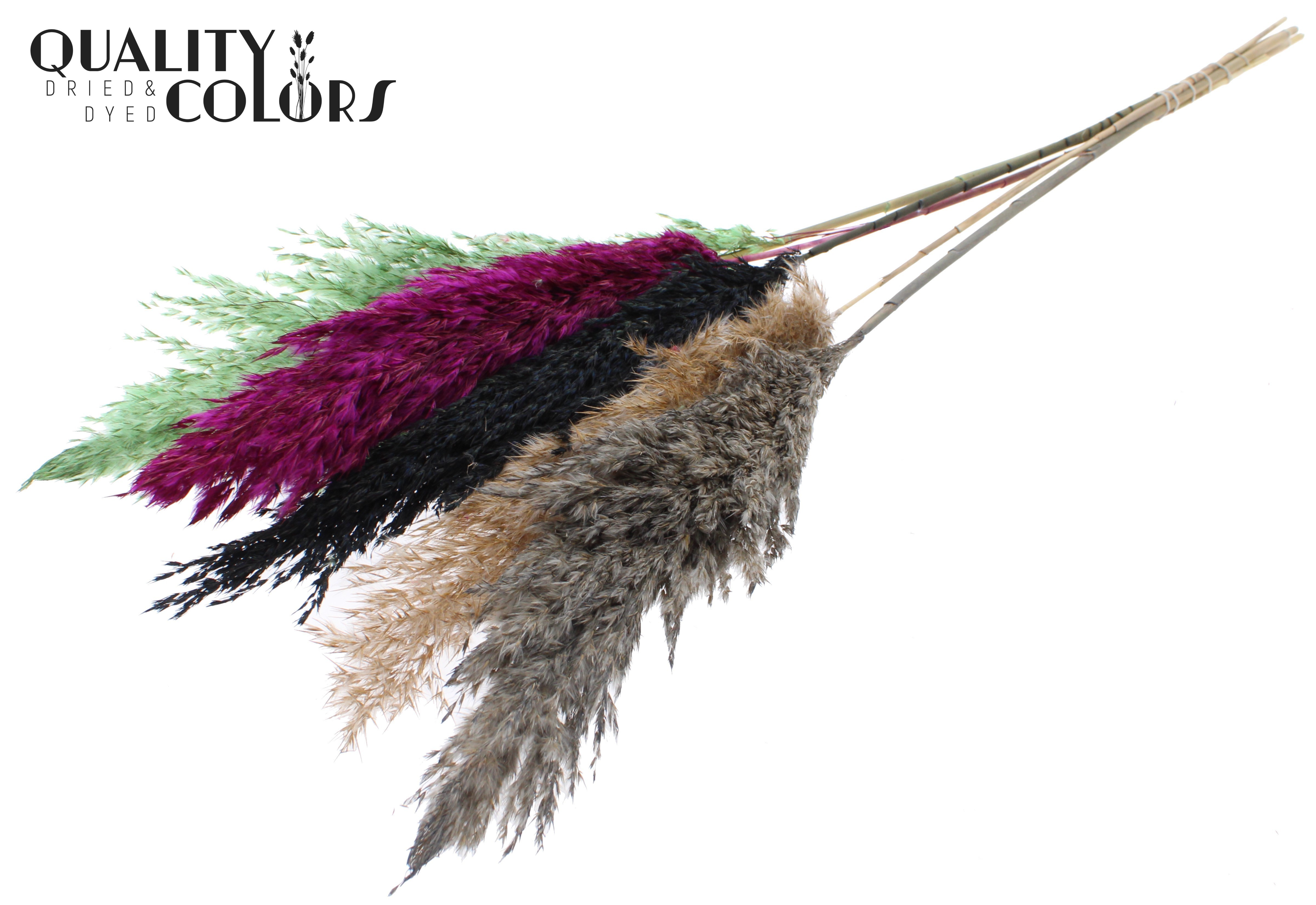 Pampas Grass Colourful 8 Per Bunch 100cm
