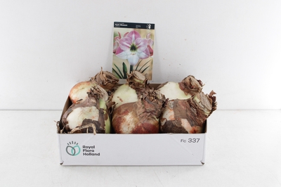 Arr4 Amaryllis Cm - Naturel Bol Apple Blossom