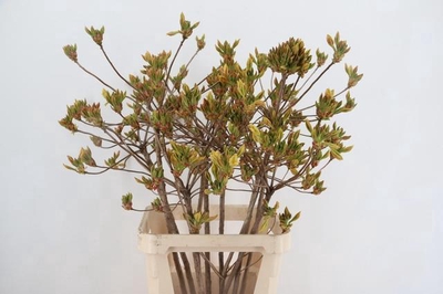 sansevieria groß kaufen Große Sansevieria 'Moonshine'