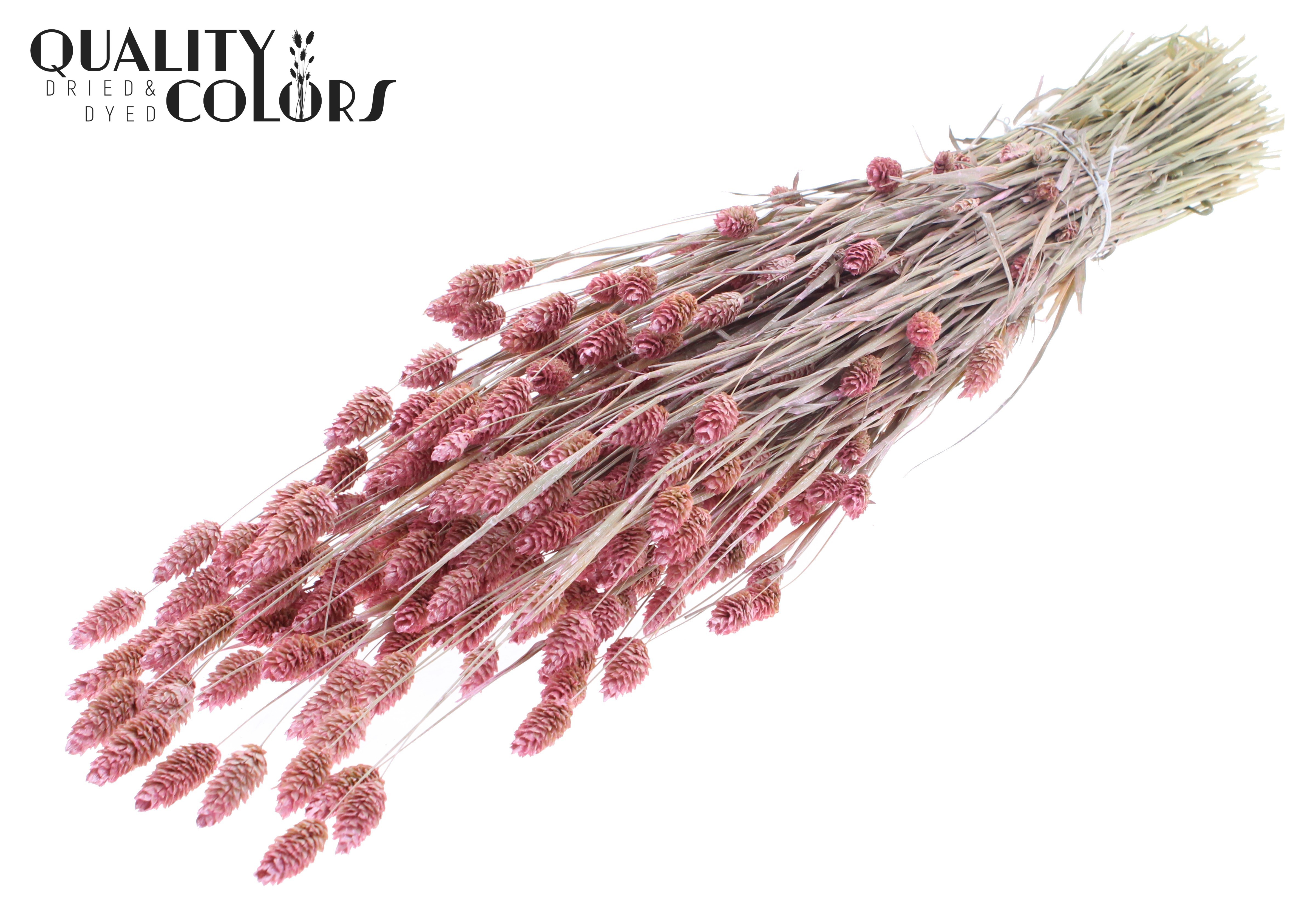 Phalaris Pearl Pink Per Bunch 60cm 220gr.