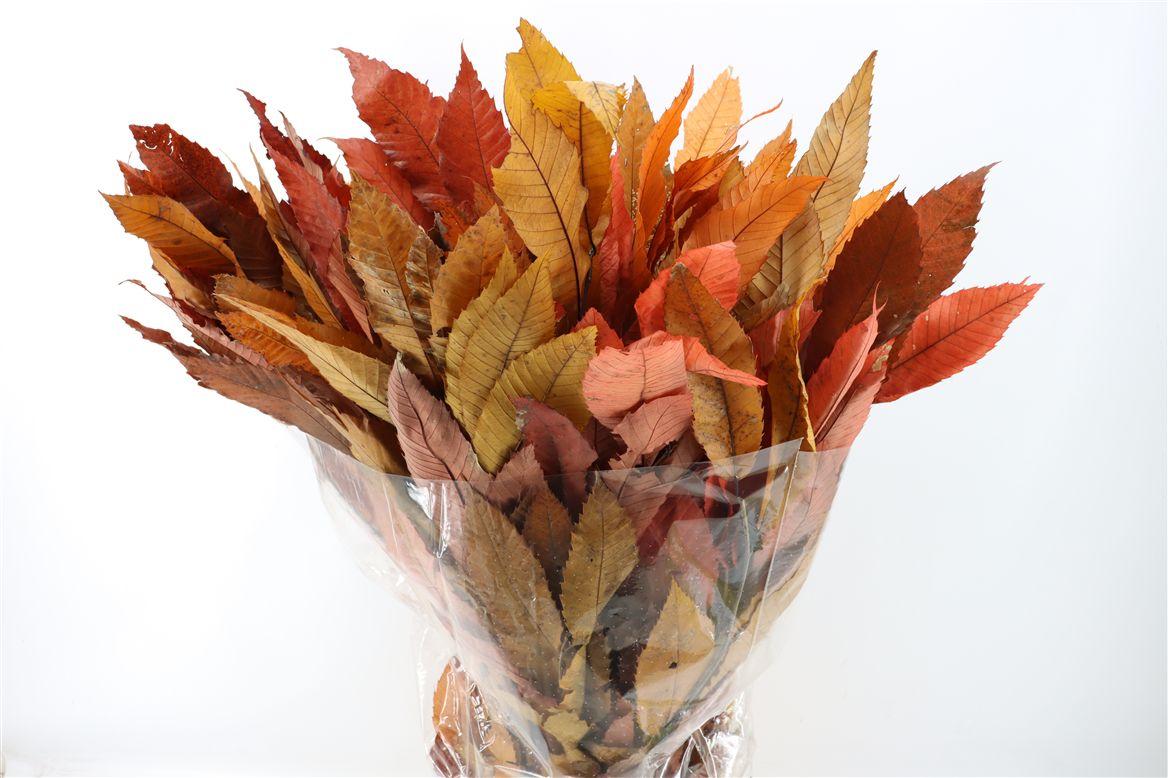 Pres Kastanje Autumn P Bunch