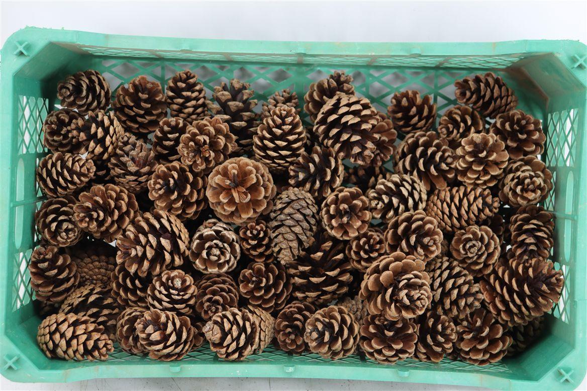 Pinea Oostenrijker Crate