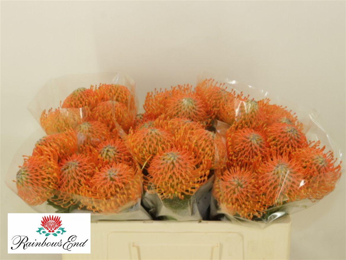 Leuco Ayoba Orange Sunset