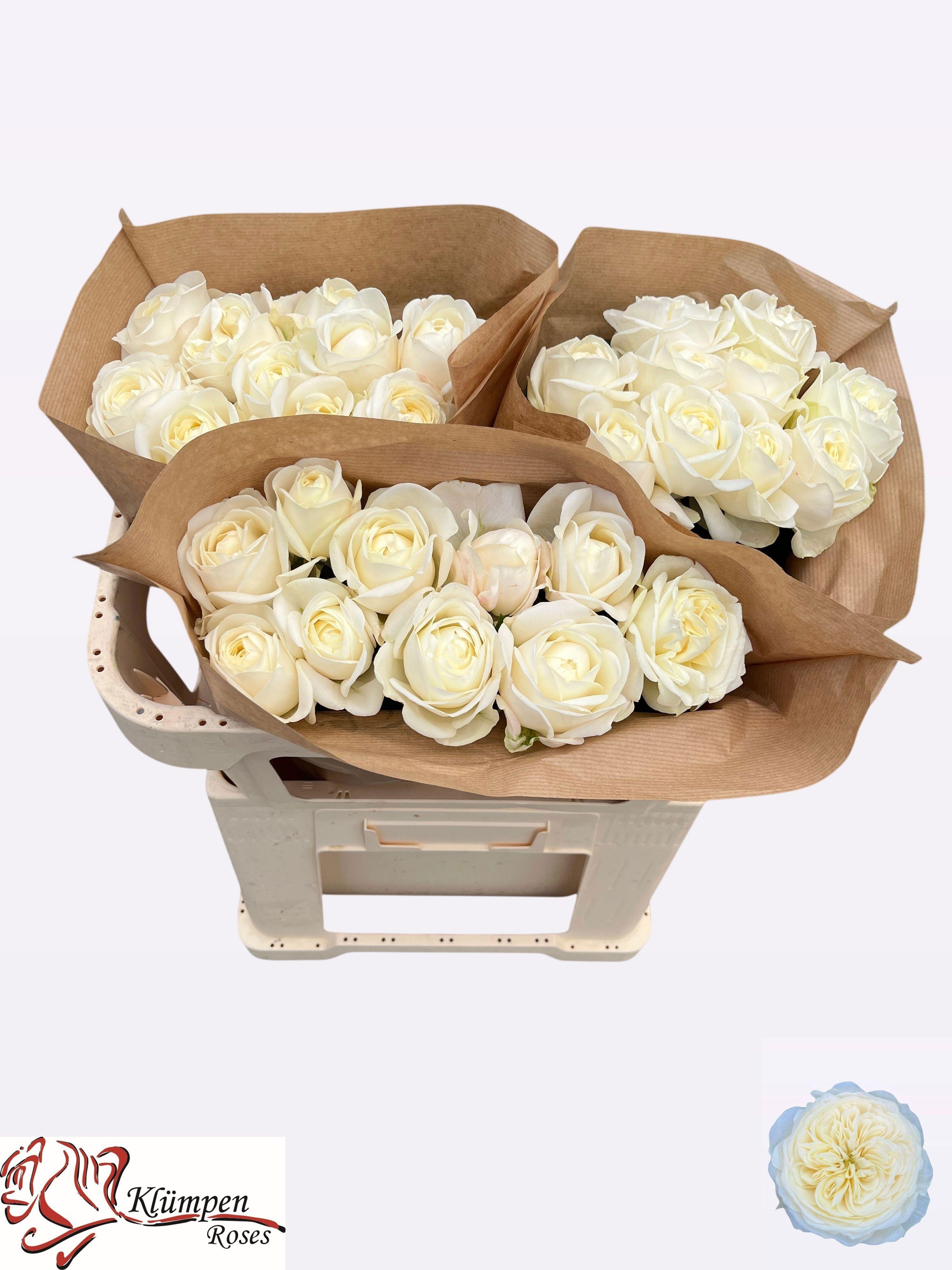 Rosa Chic White! 60cm