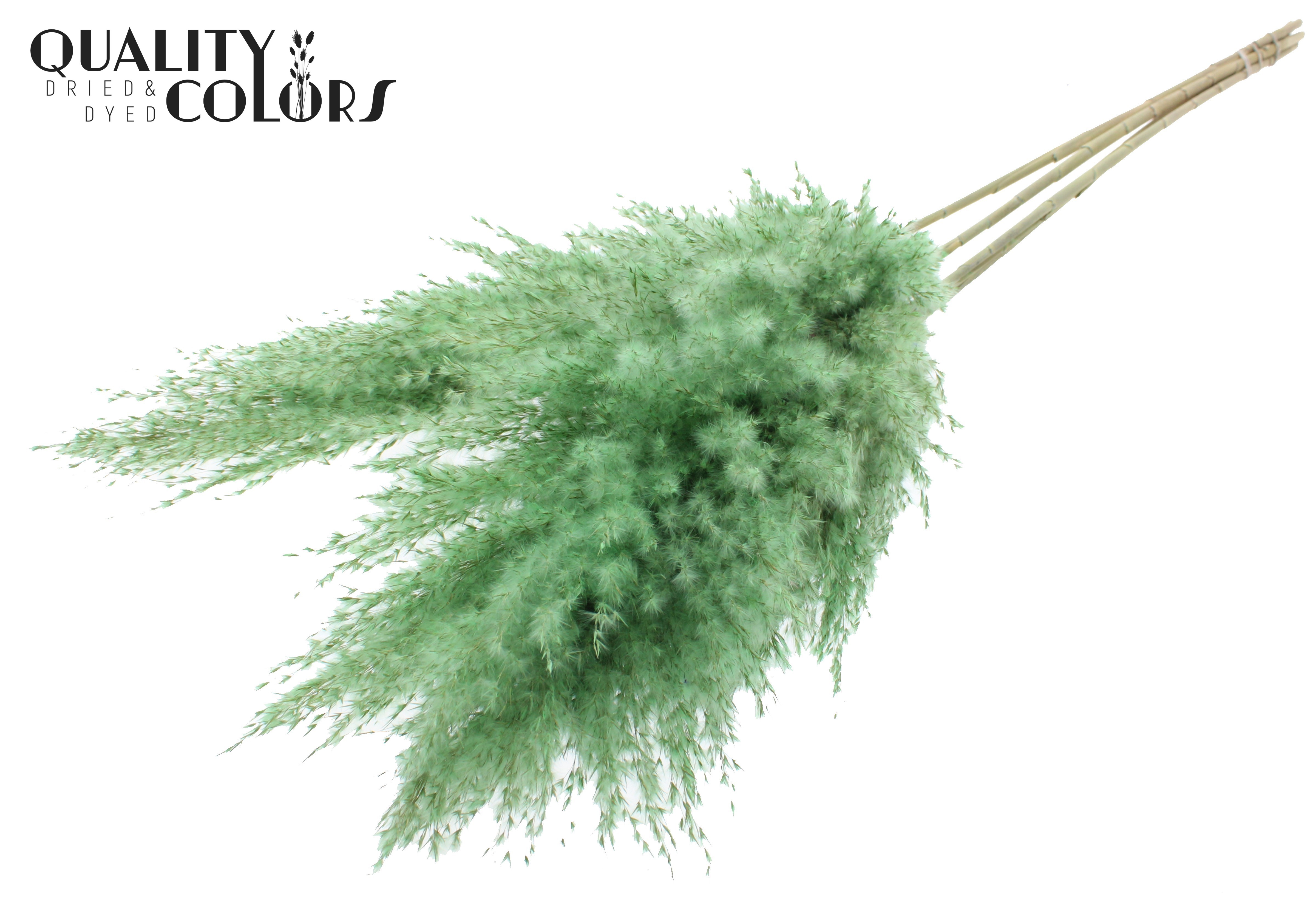Pampas Grass Frosted Mint Green Per Bunch 100cm