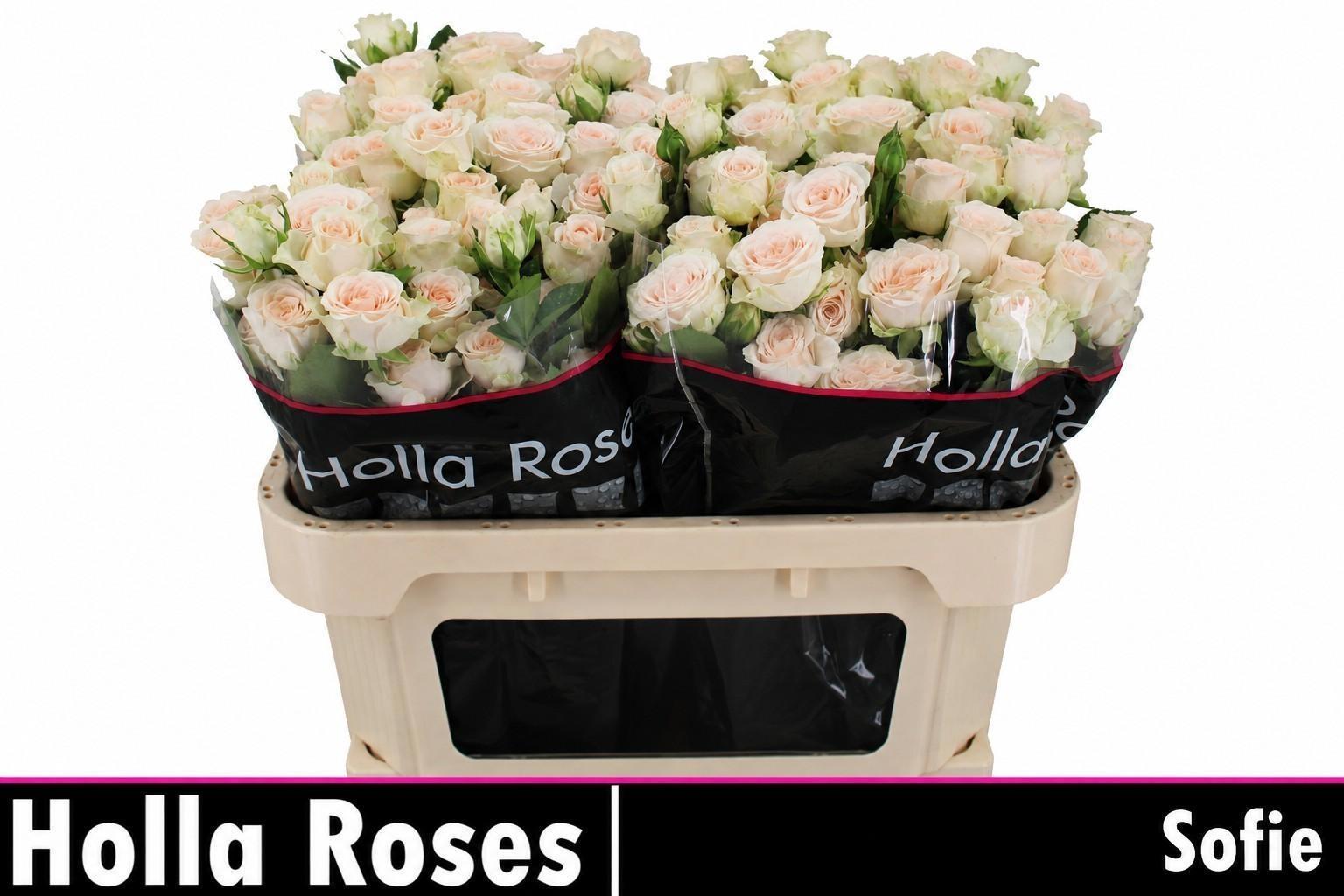 Rosa Spr Sofie 70cm