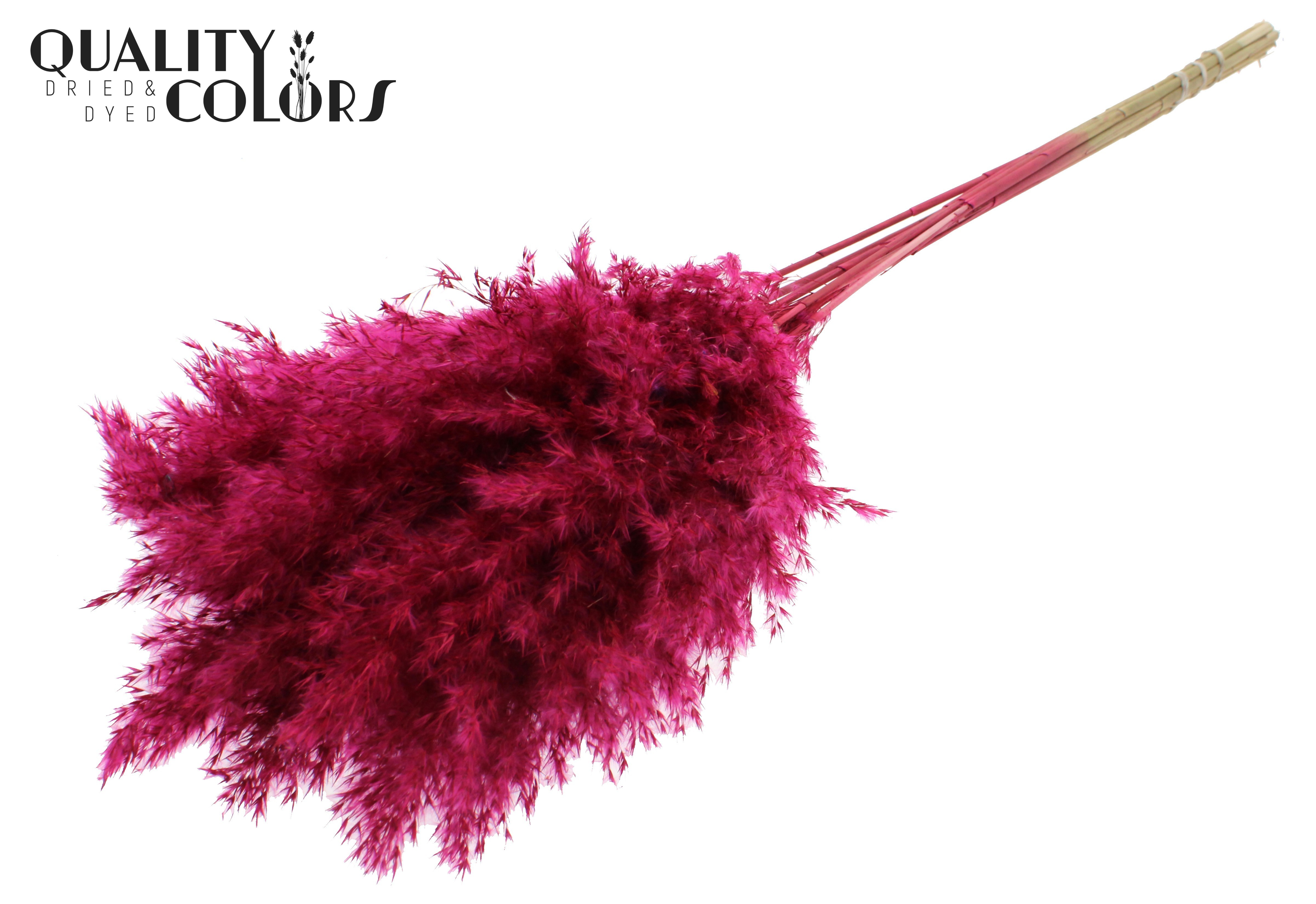 Pampas Grass Cerise Per Bunch 70cm