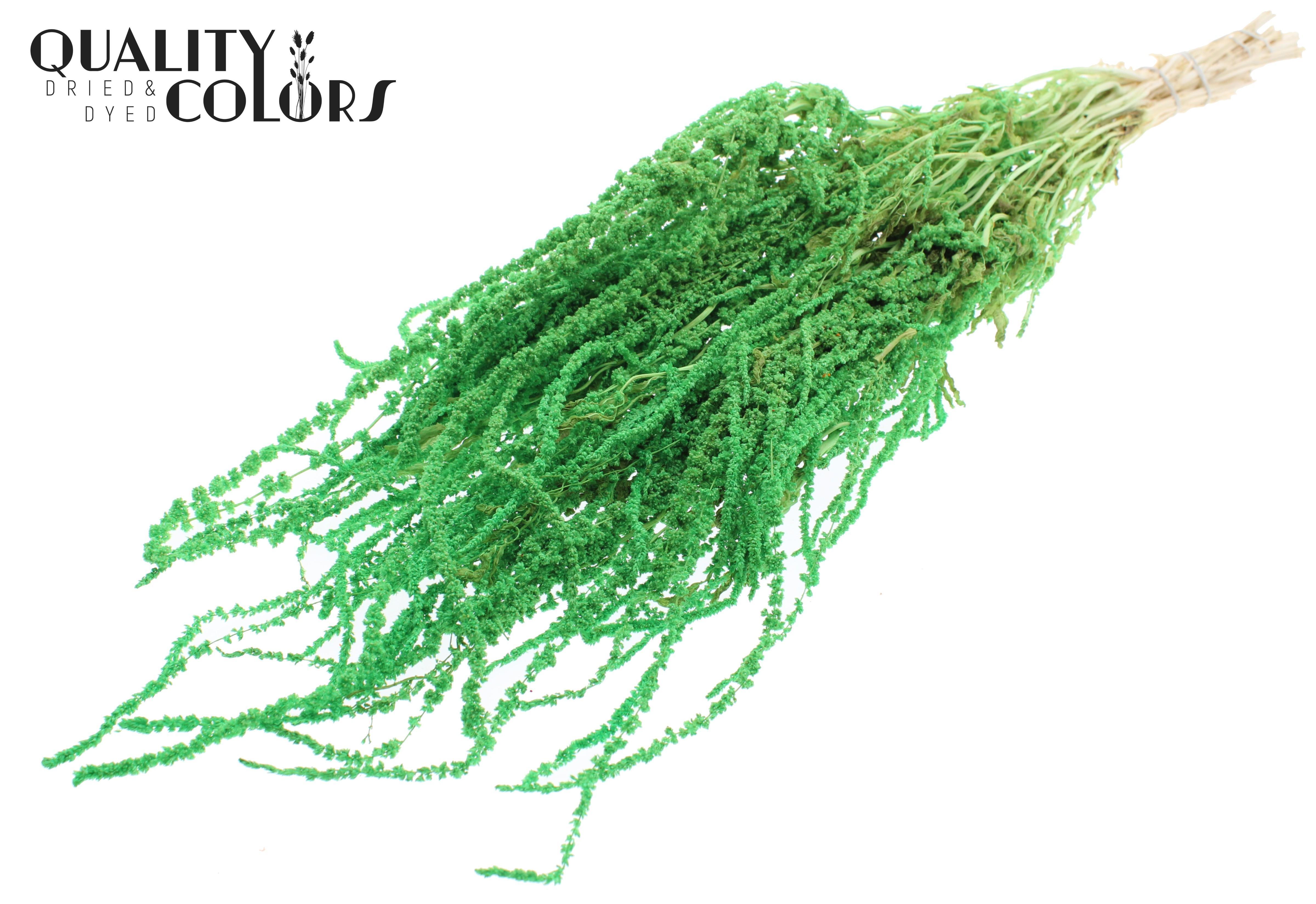Amaranthus Caudatus Intense Mint Per Bunch 70cm