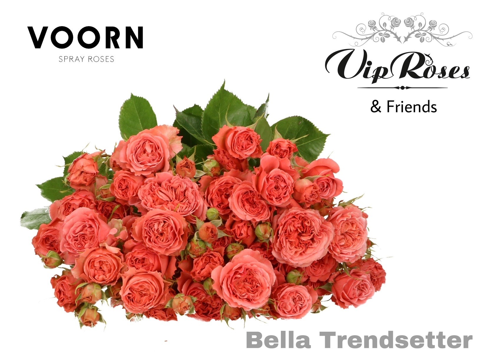 Rosa Spr Bella Trendsetter 60cm