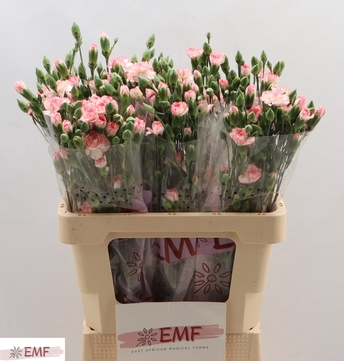 Dianthus Spray Fancy Amelie 65cm
