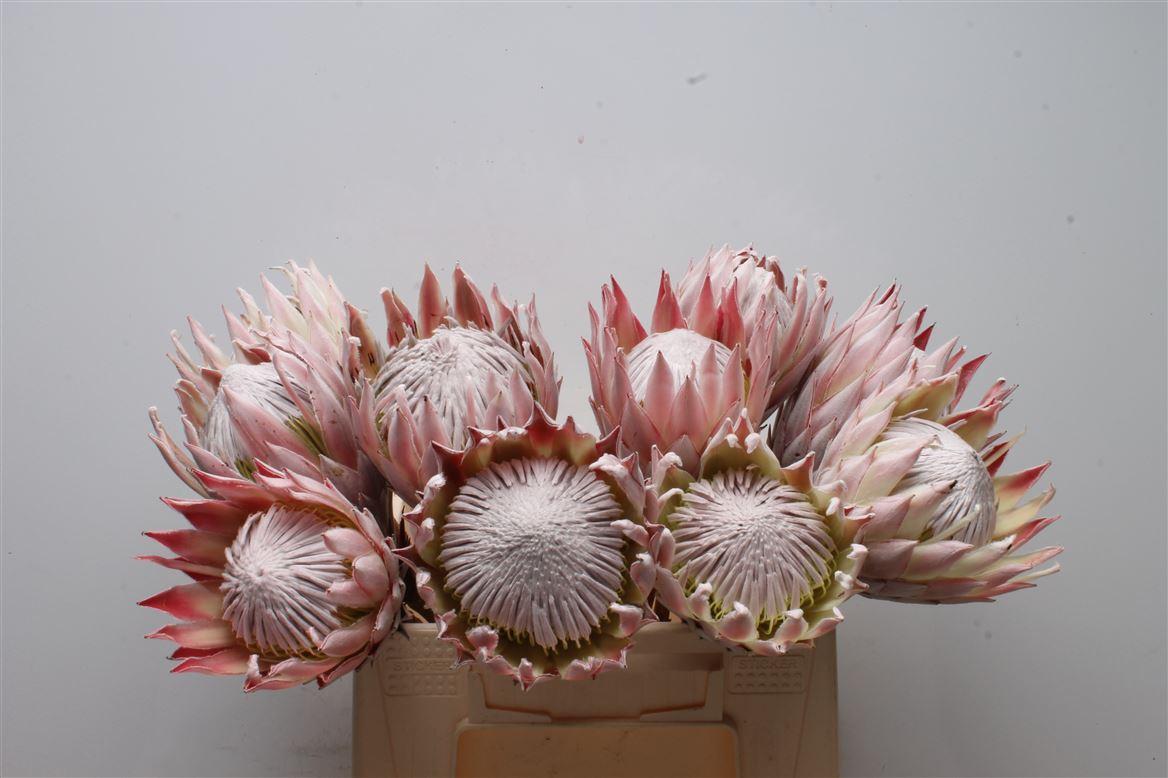 Protea Cynaroides No Leaves