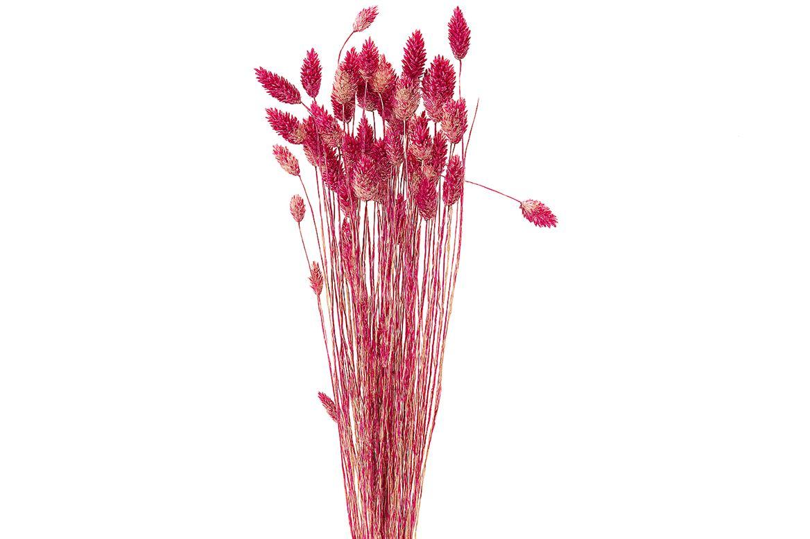 Dried Artz Phalaris Rafael Bunch