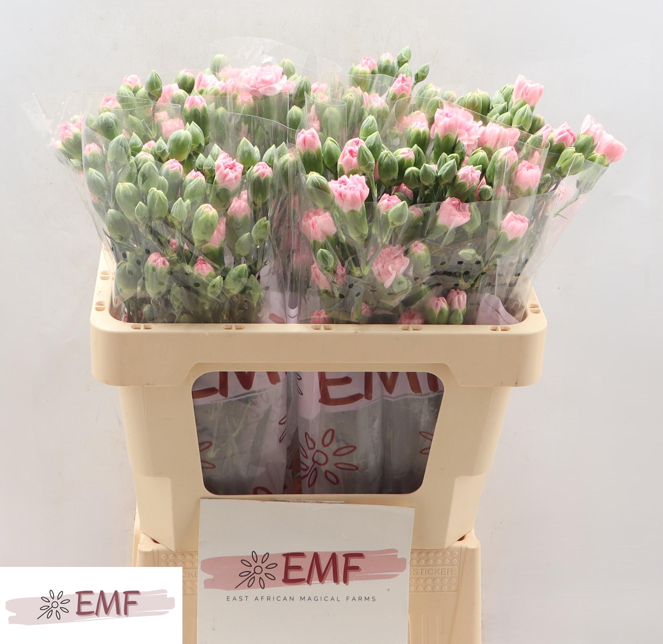 Dianthus Spray Rosadita 55cm