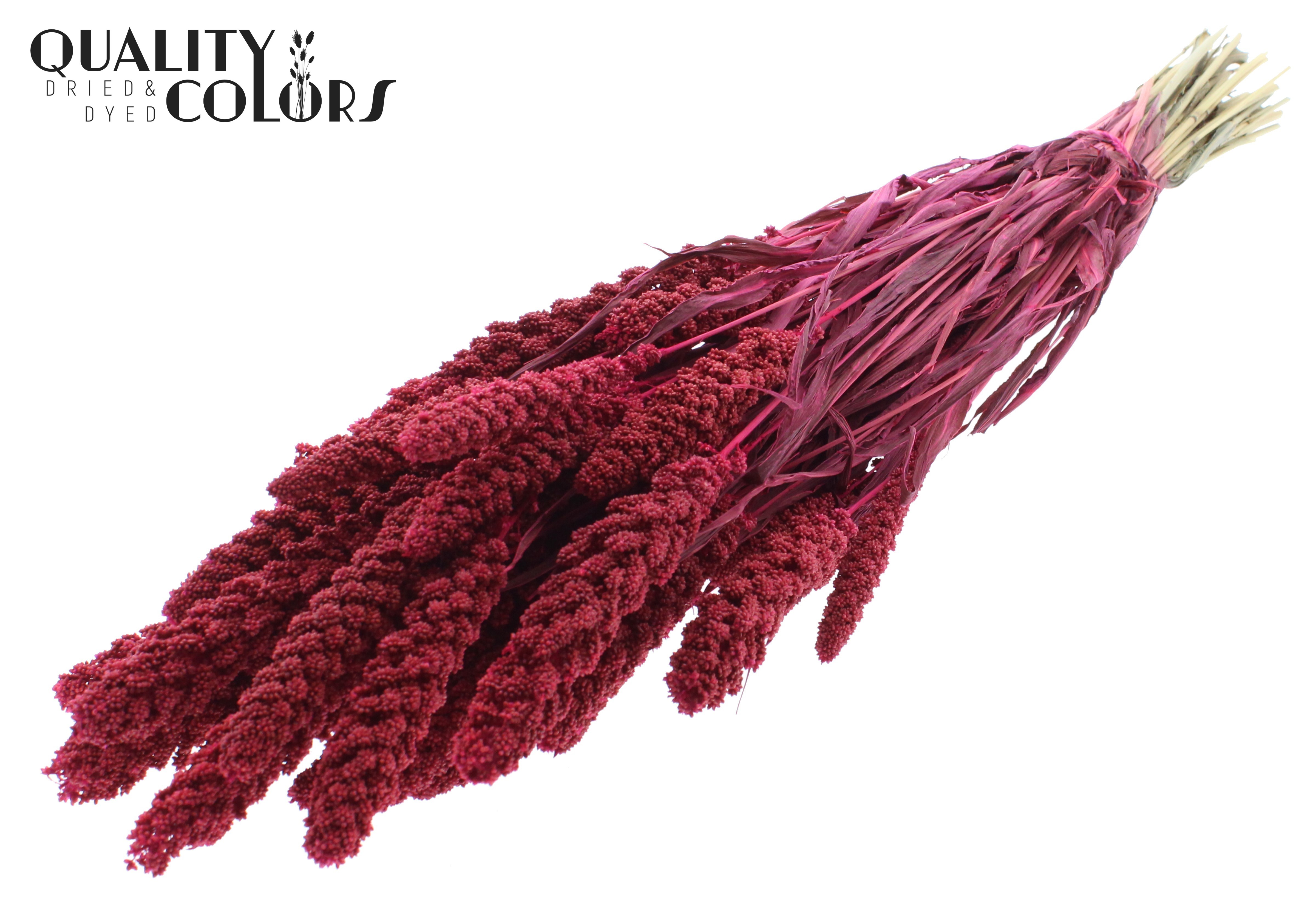 Panicum Cerise Per Bunch 70cm