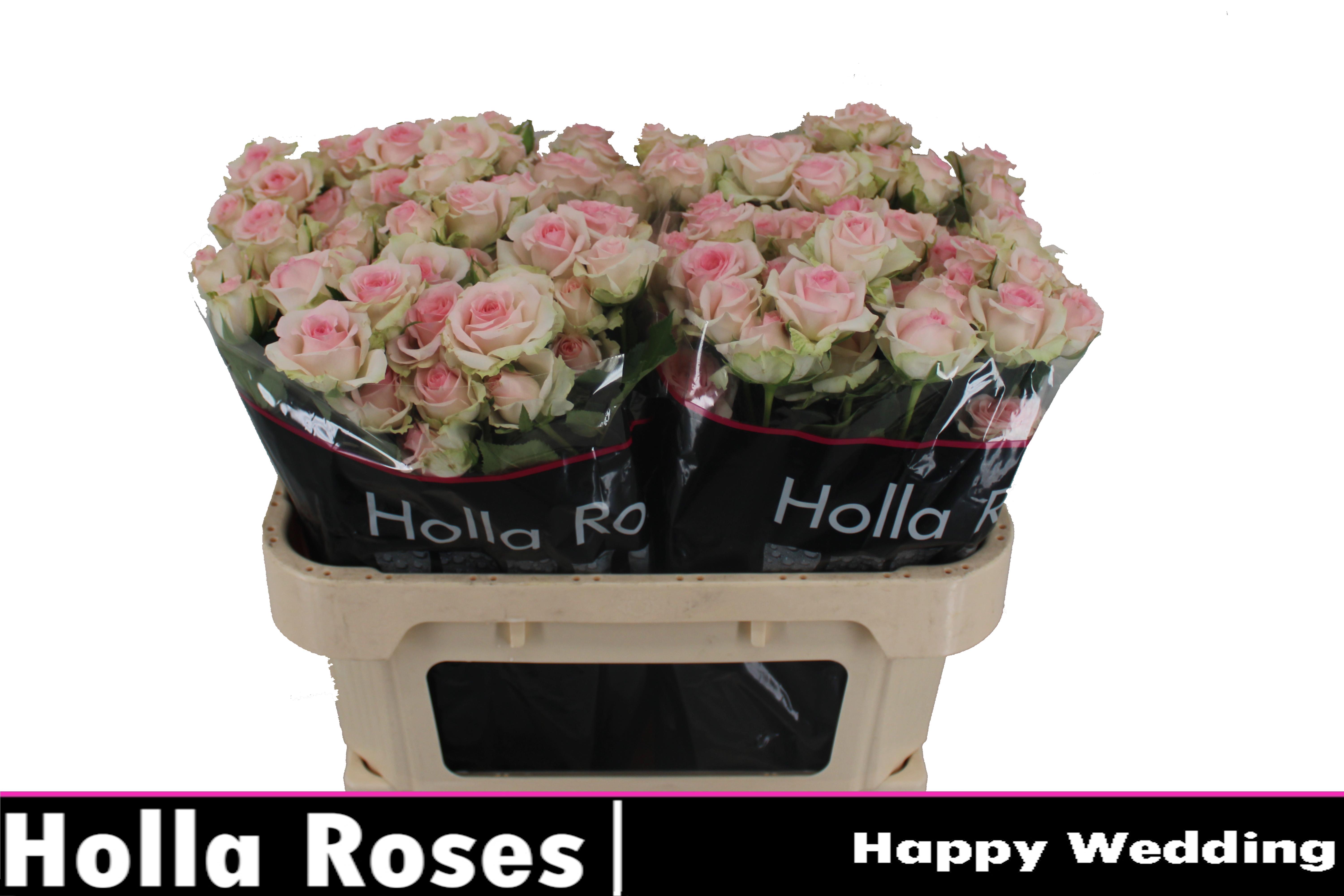 R Tr Happy Wedding 70cm
