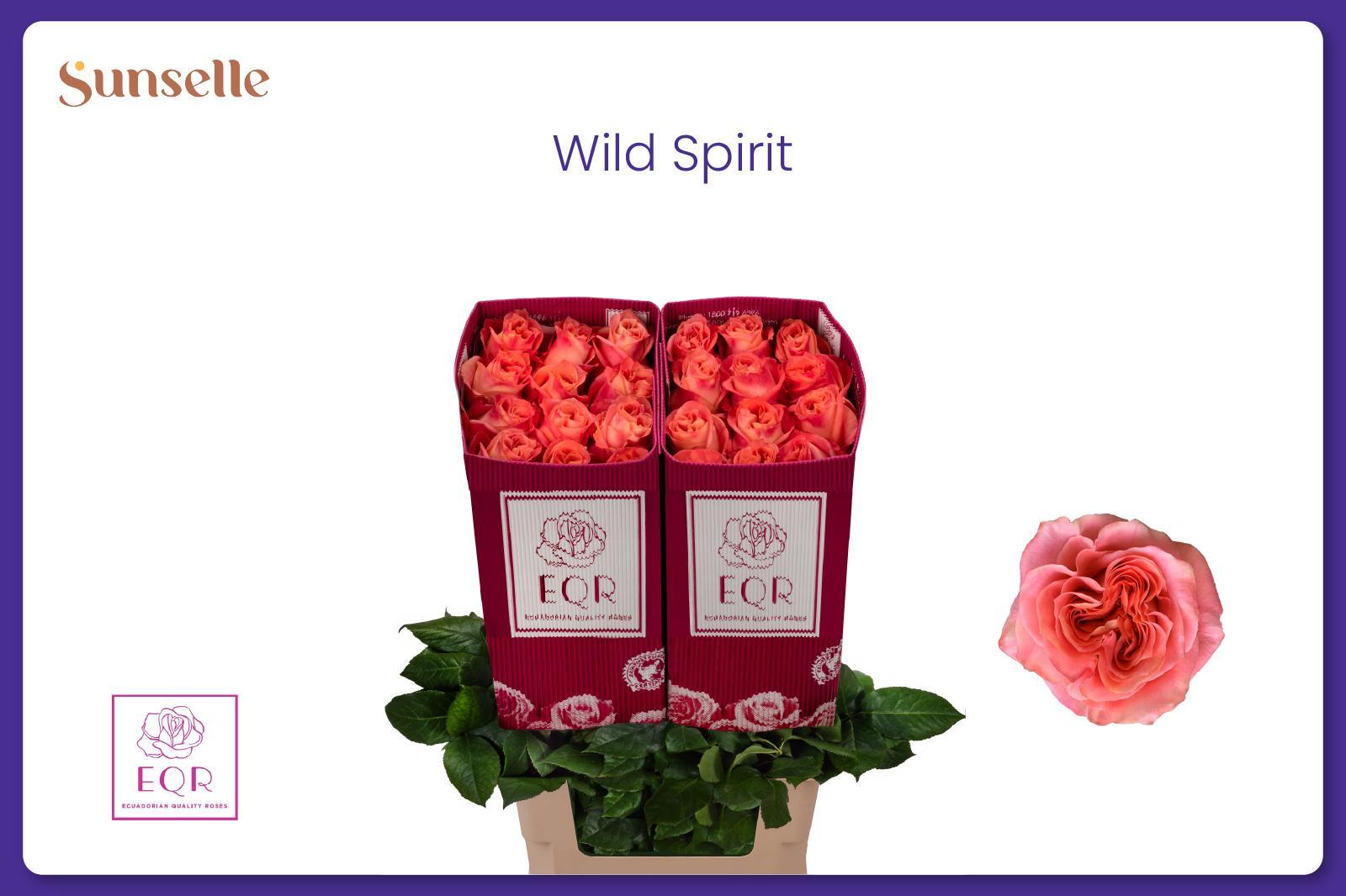 Rosa Wild Spirit 60cm
