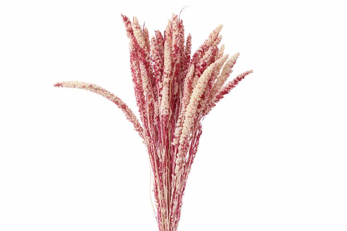 Dried Artz Setaria Rafael Bunch