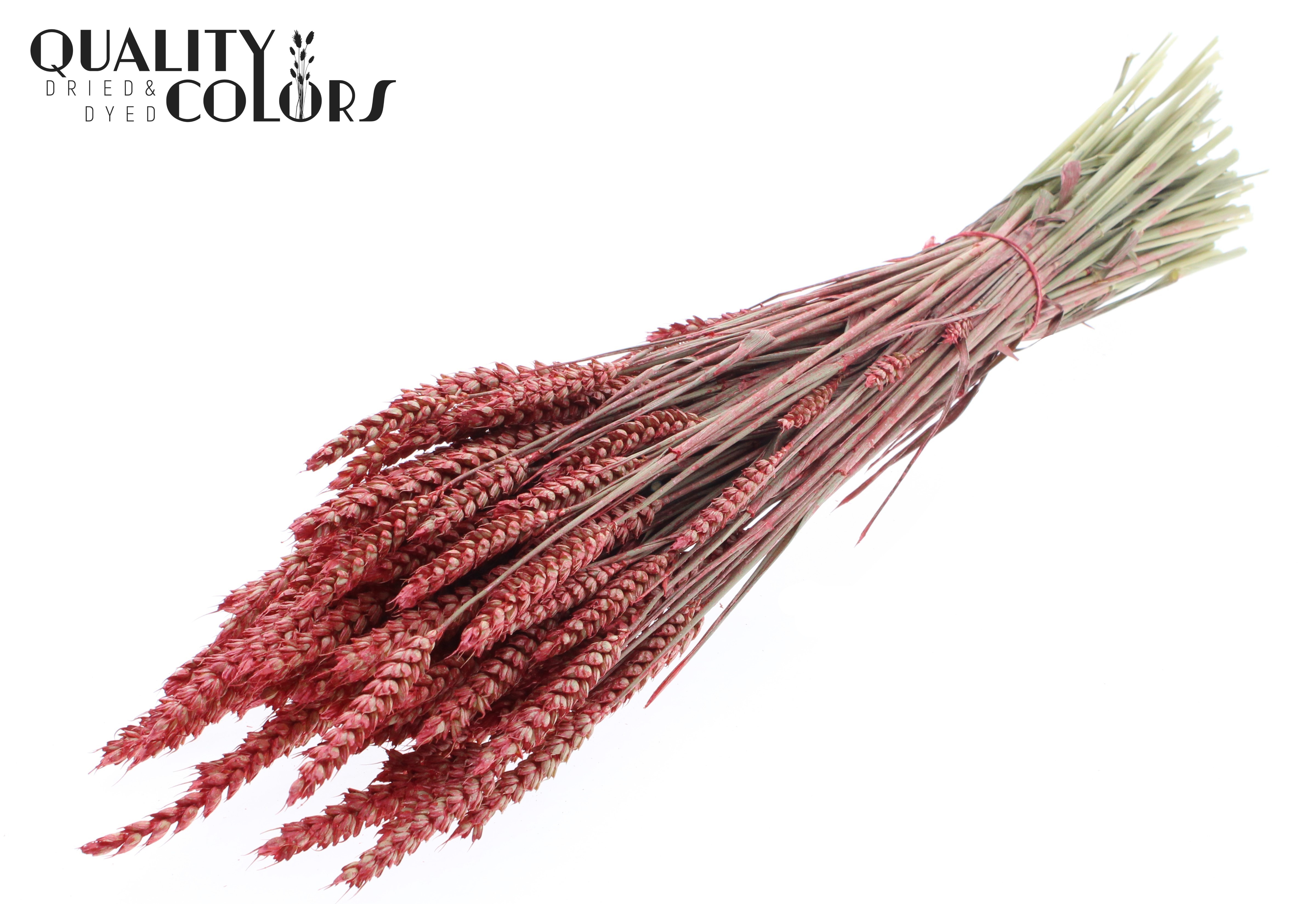 Triticum Pearl Coral Per Bunch 60cm