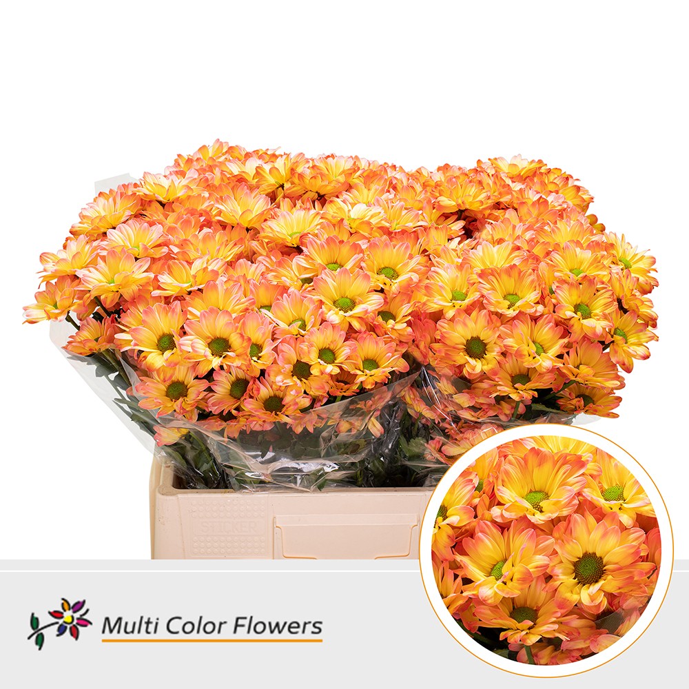 Chrysanth Spray Painted Kennedy Moonshine 60cm