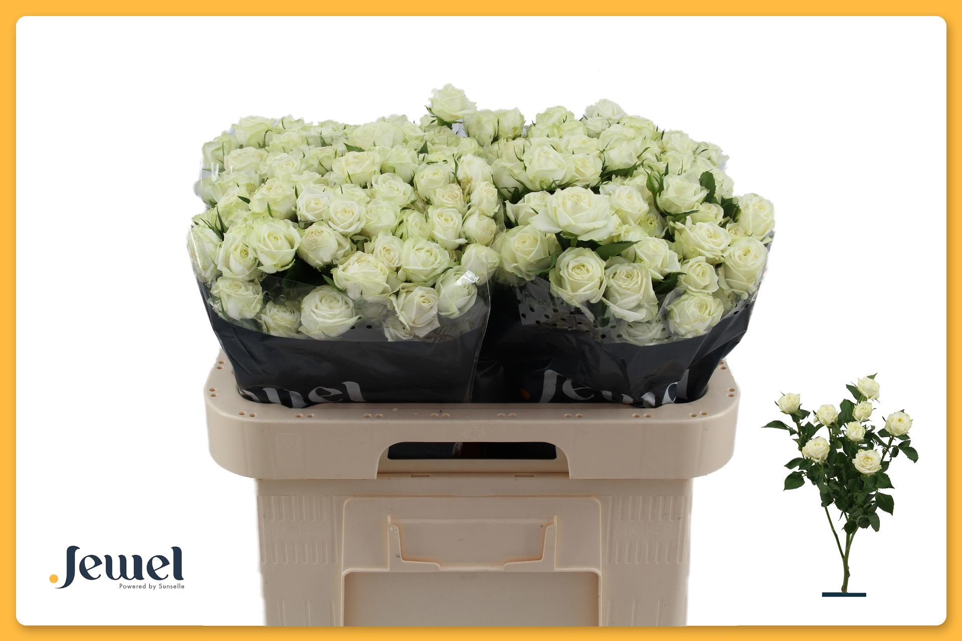 Rosa S Pr Milky Way 60cm
