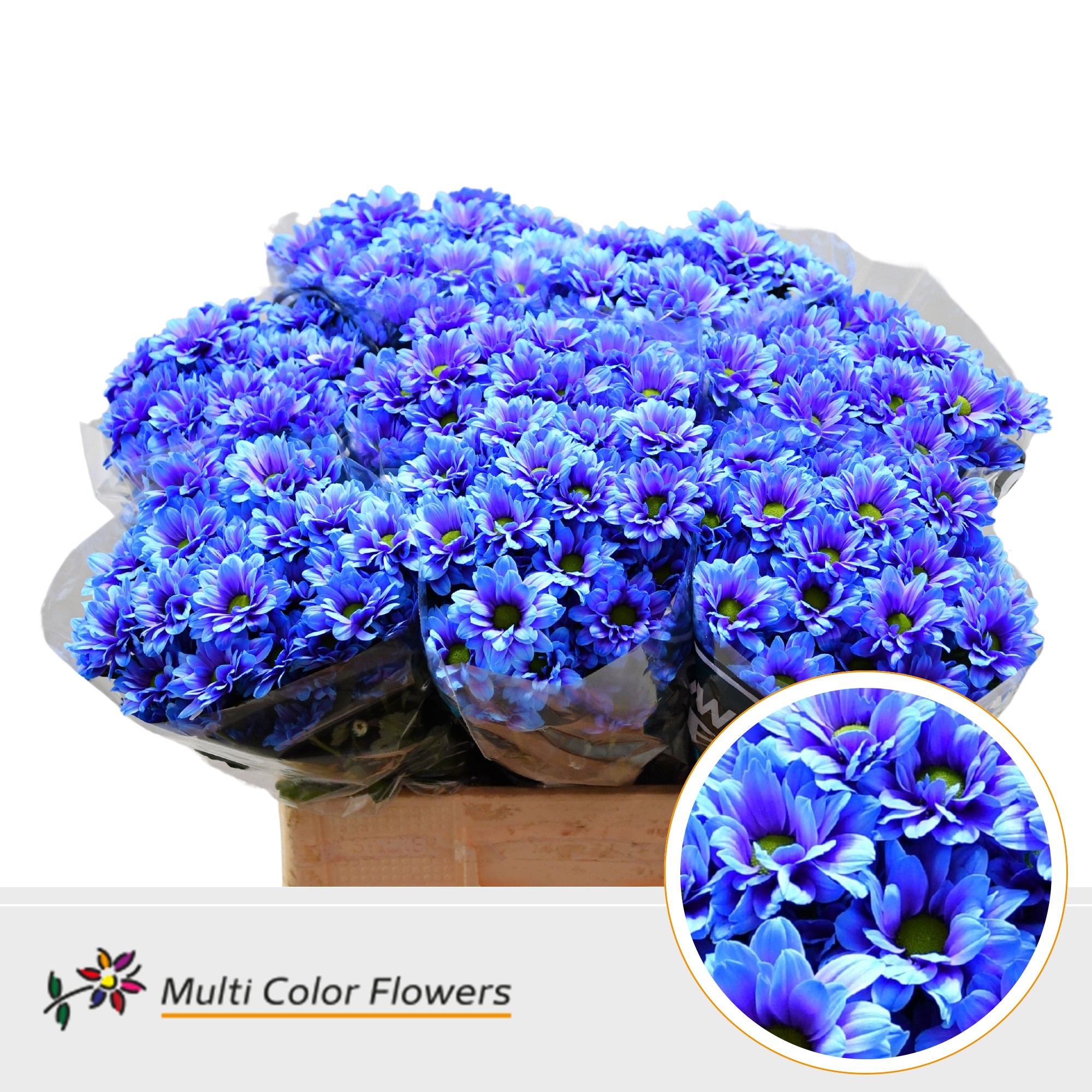Chrysanth Spray Painted Kennedy Northern Light 60cm