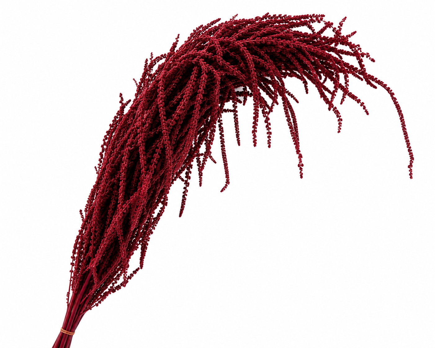 Dried Bleached Amaranthus Caudatus Wine Red