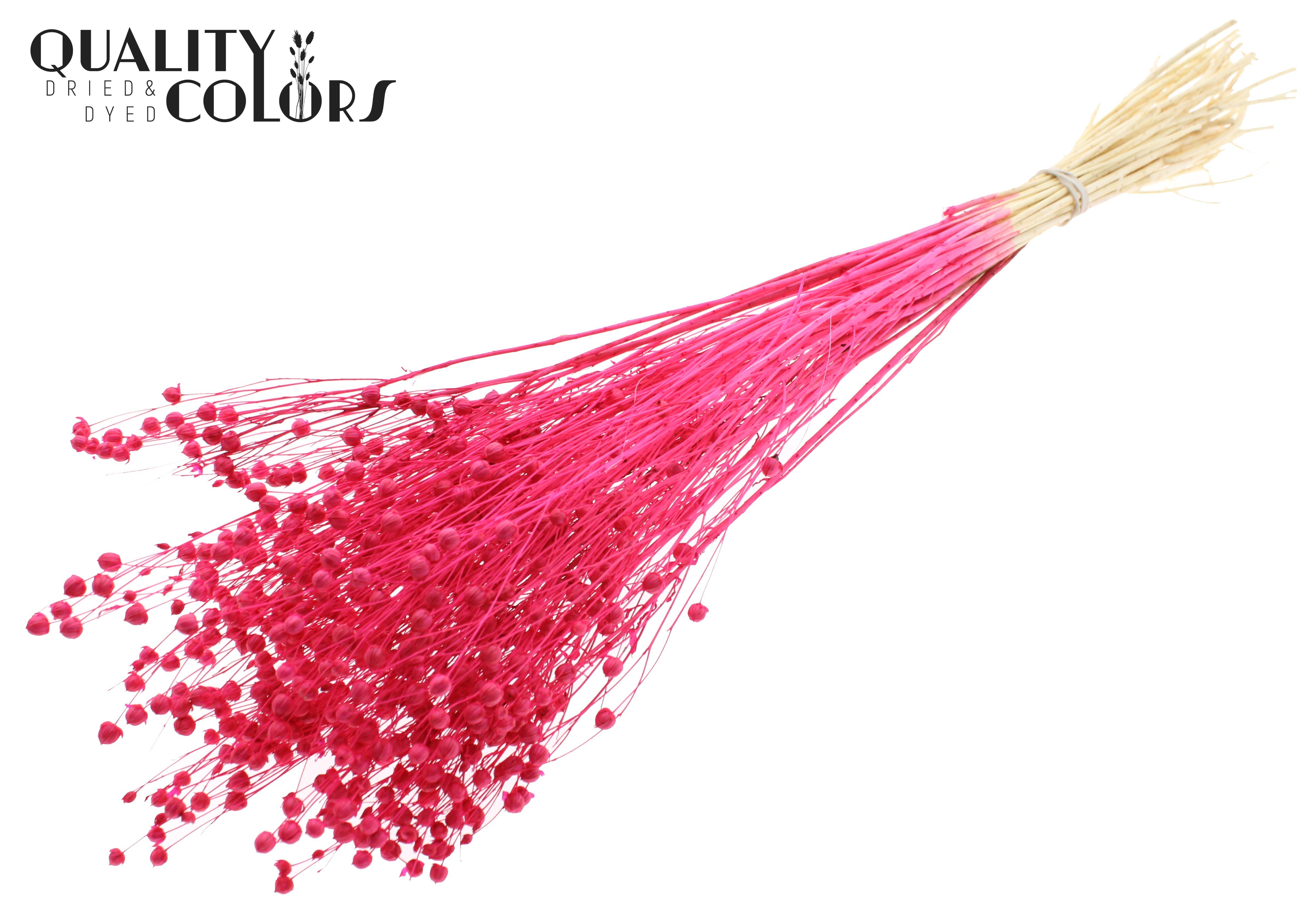 Lino Flax Intense Cerise Per Bunch 70cm